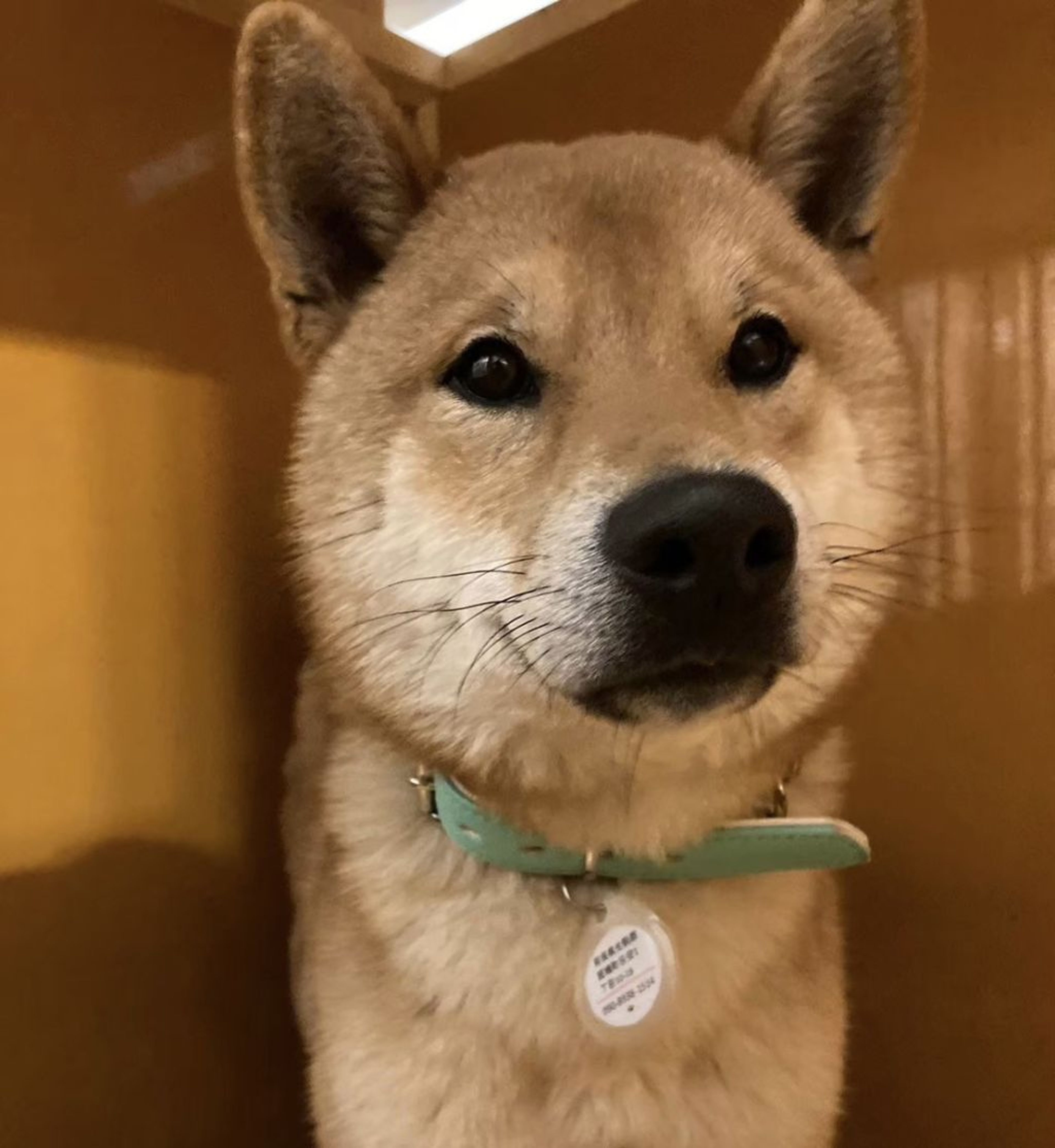 pet-image-2