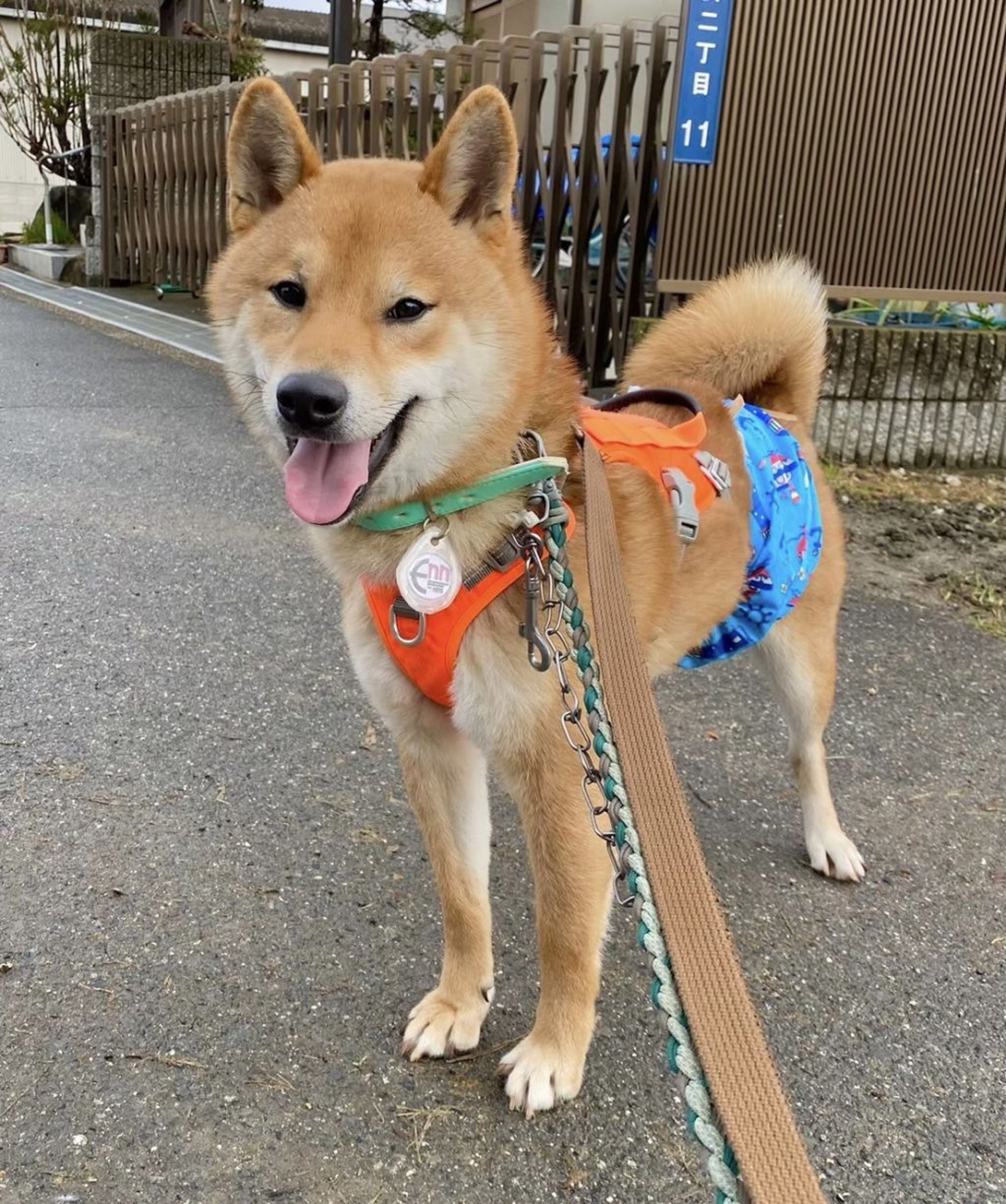 pet-image-3