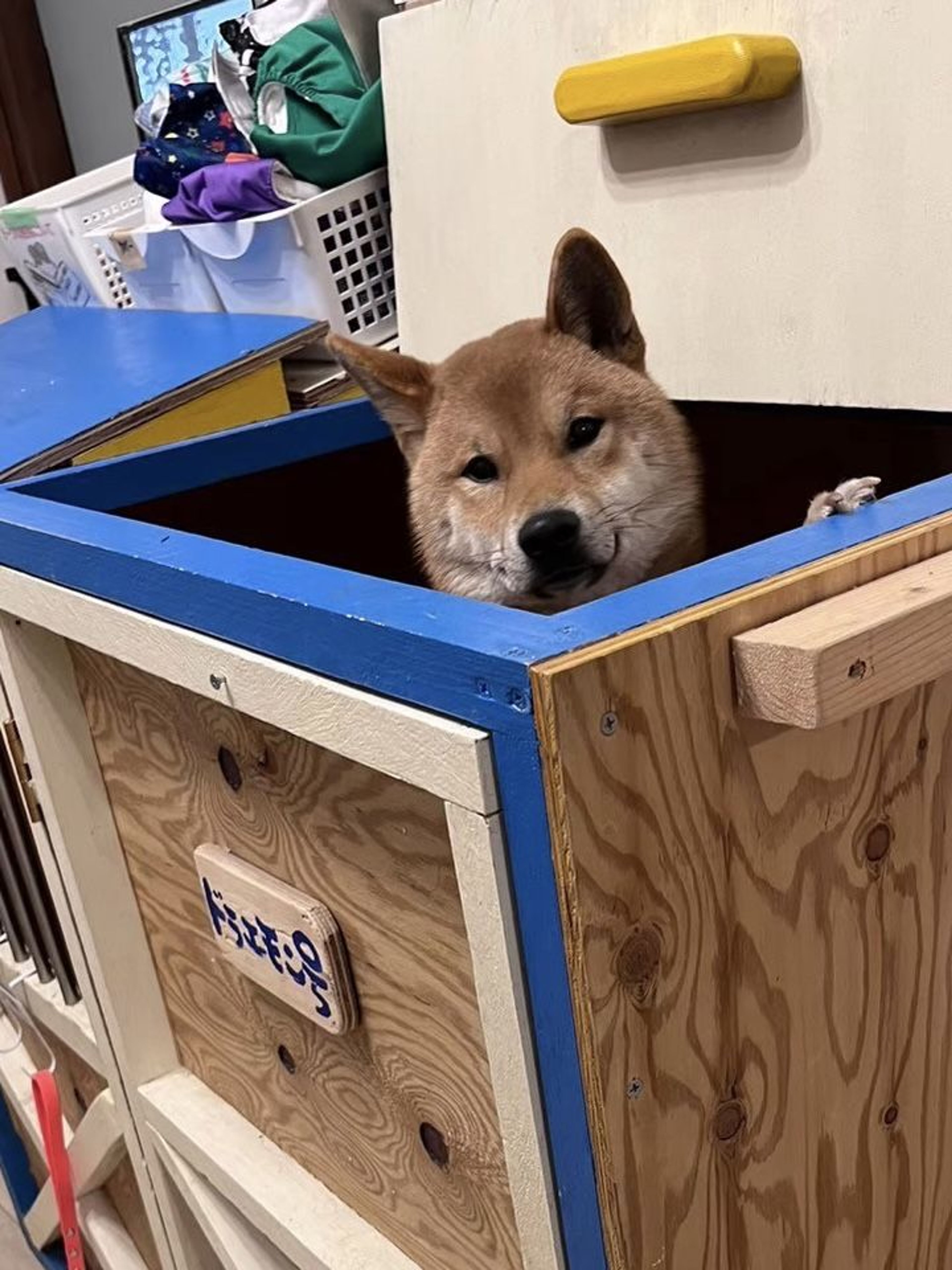 pet-image-4