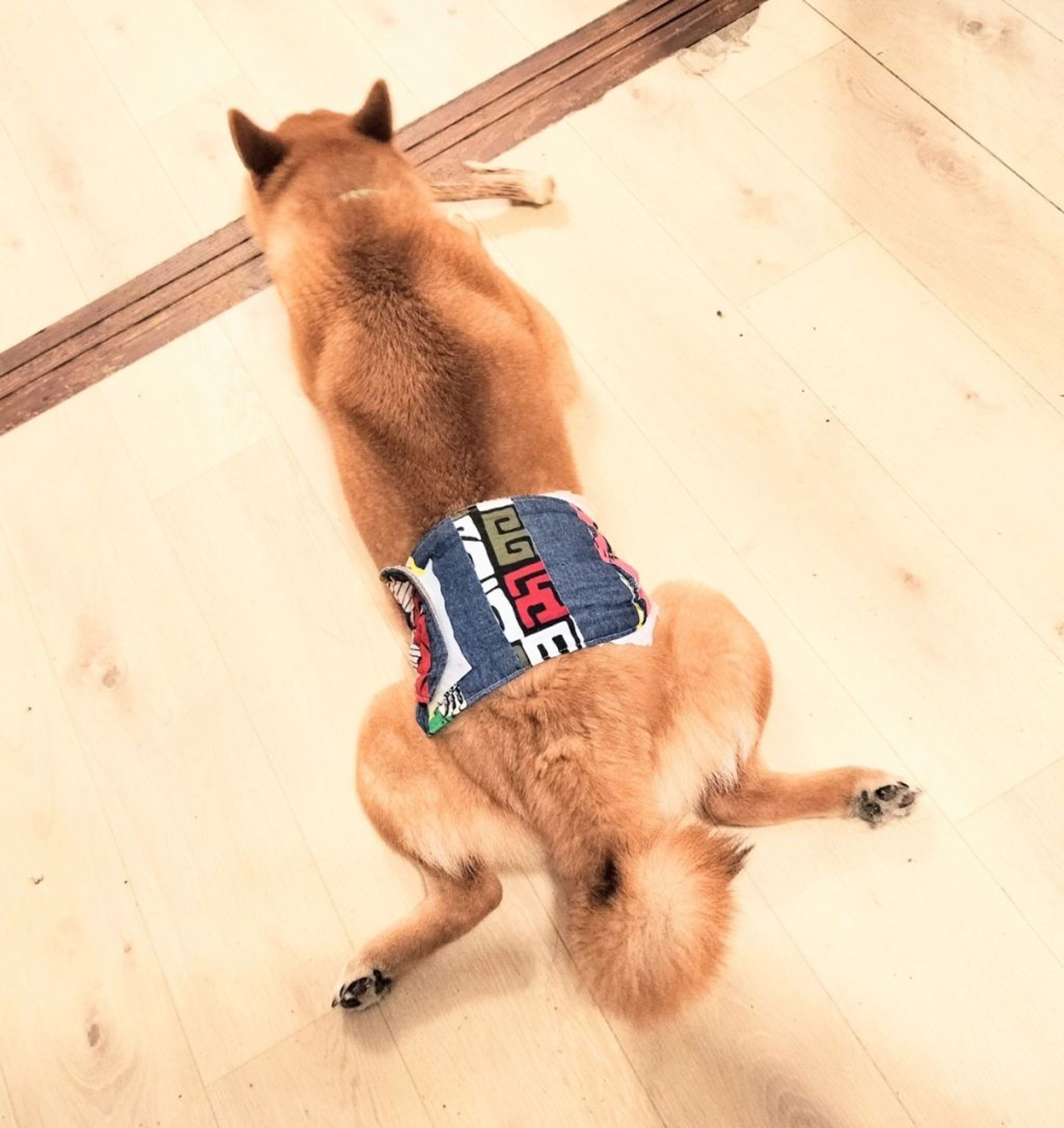 pet-image-5