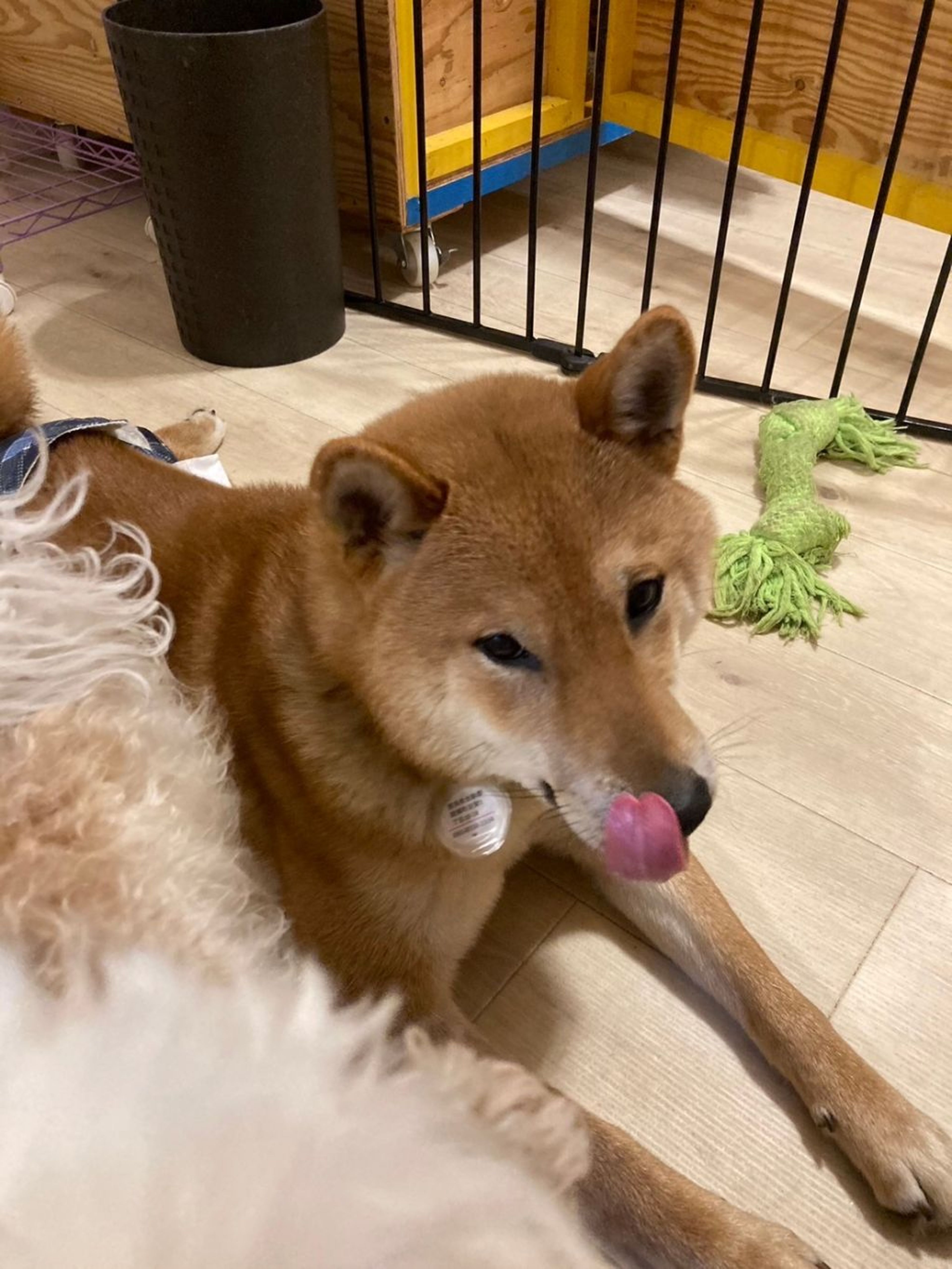 pet-image-6