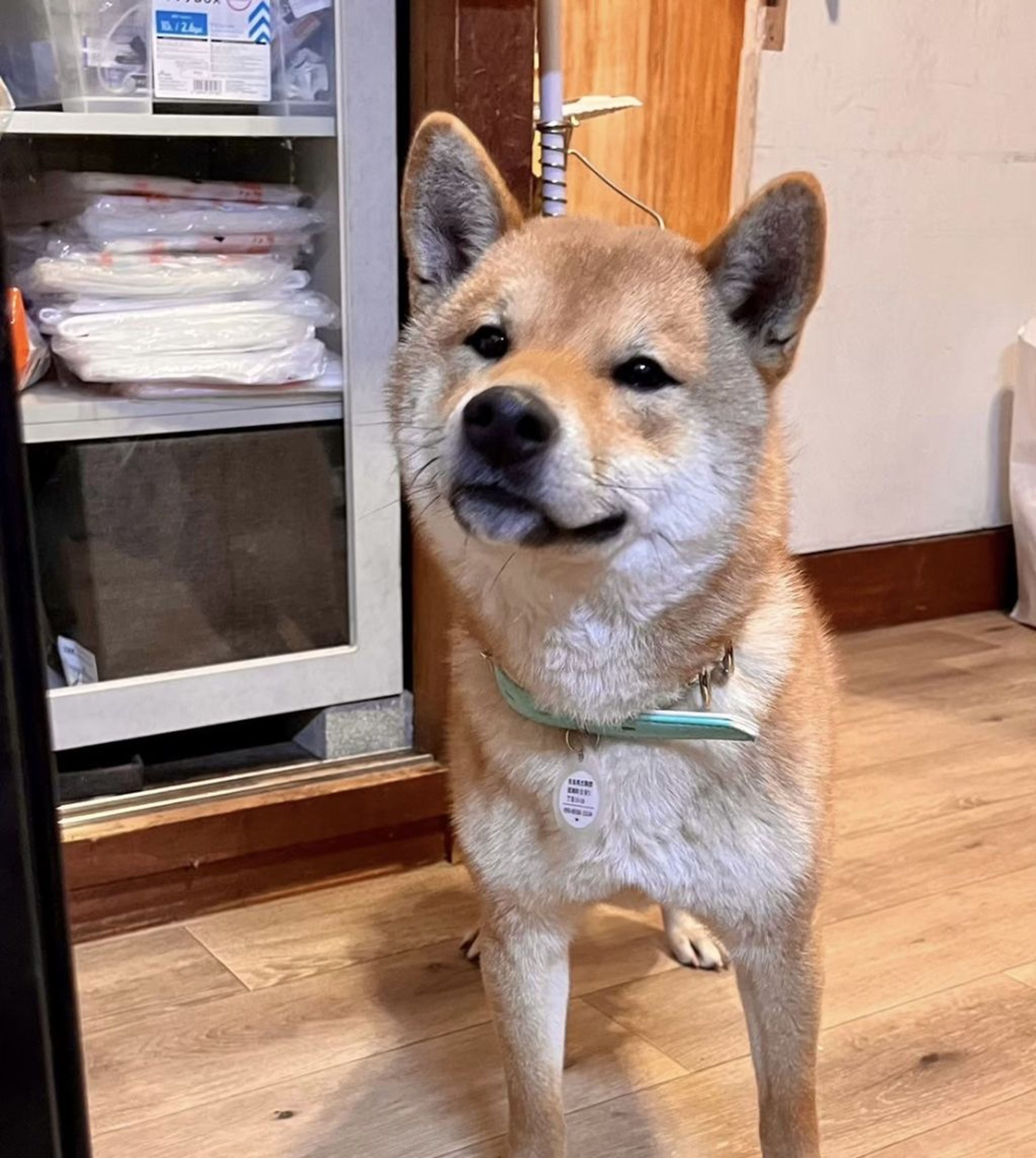 pet-image-7