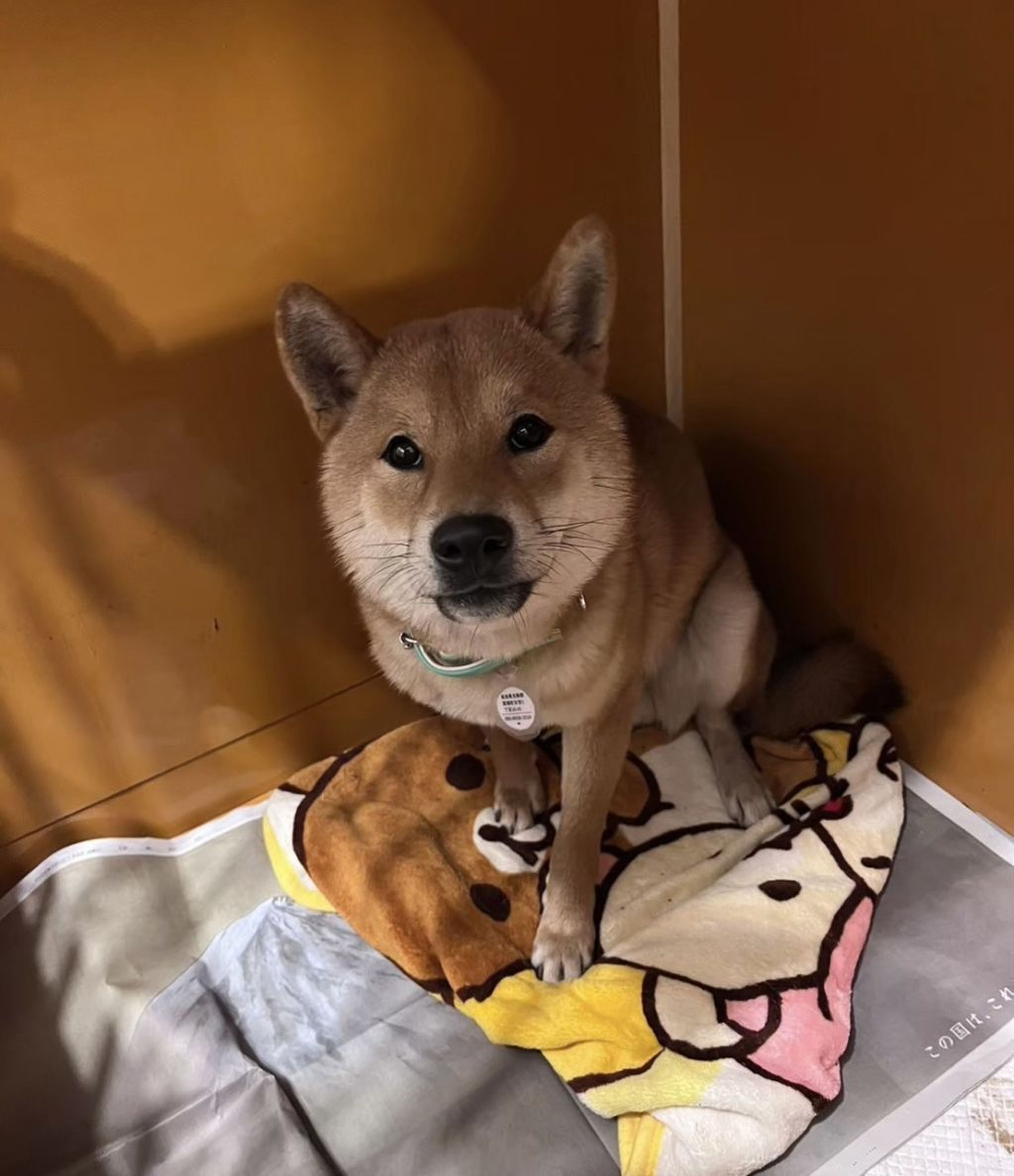 pet-image-8