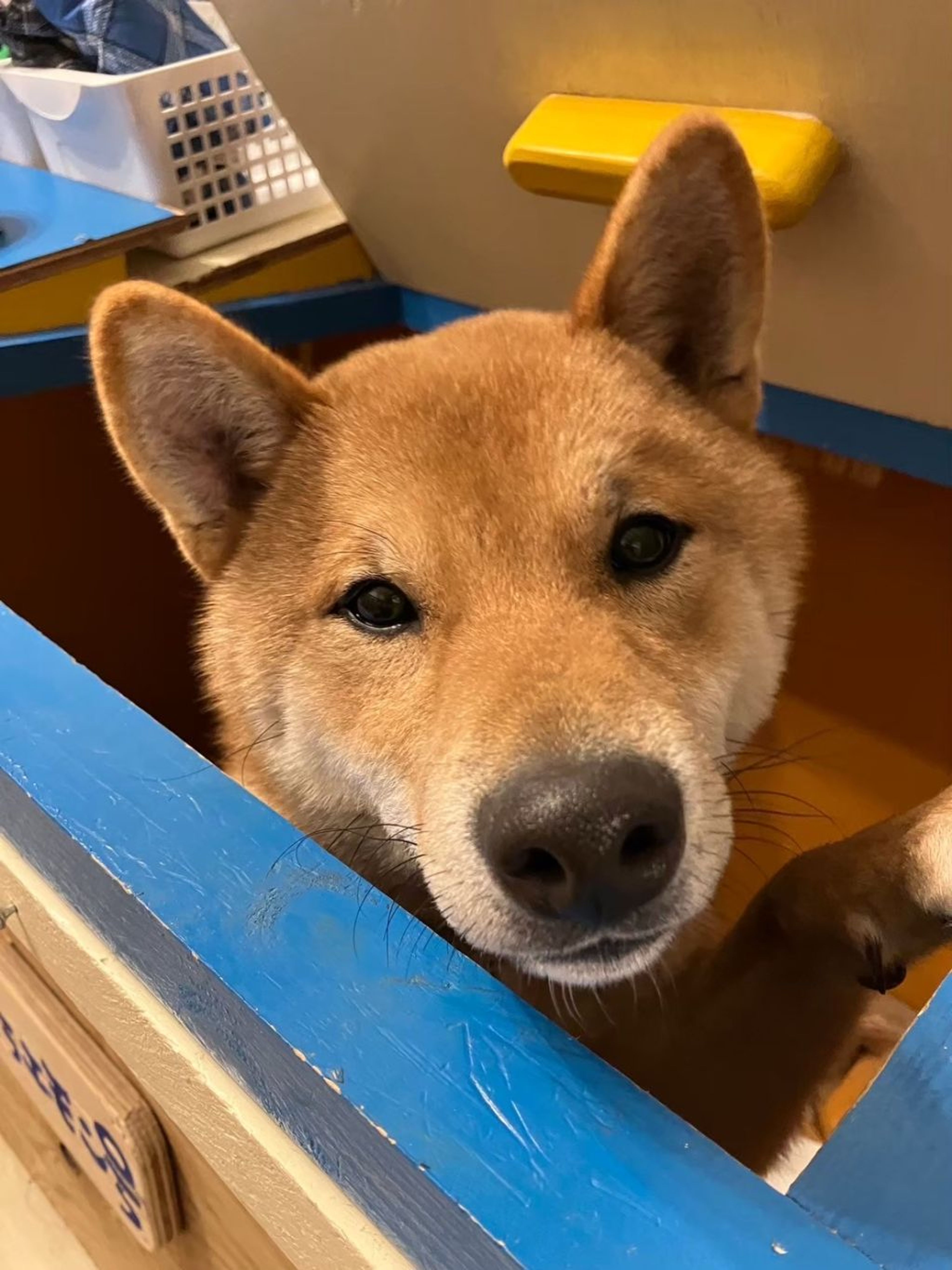 pet-image-9