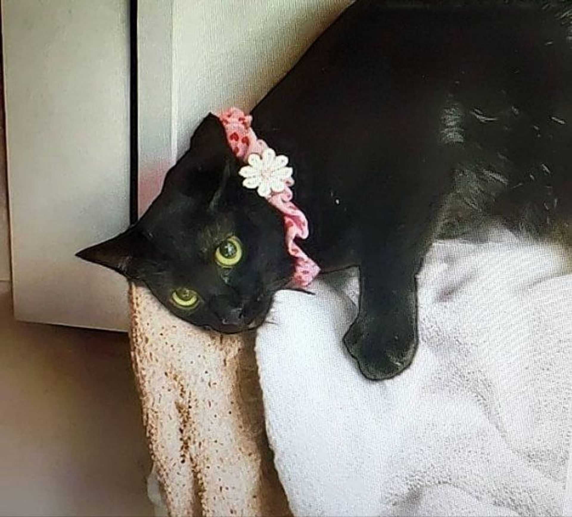 雑種（ミックス猫）・オスの里親募集の写真