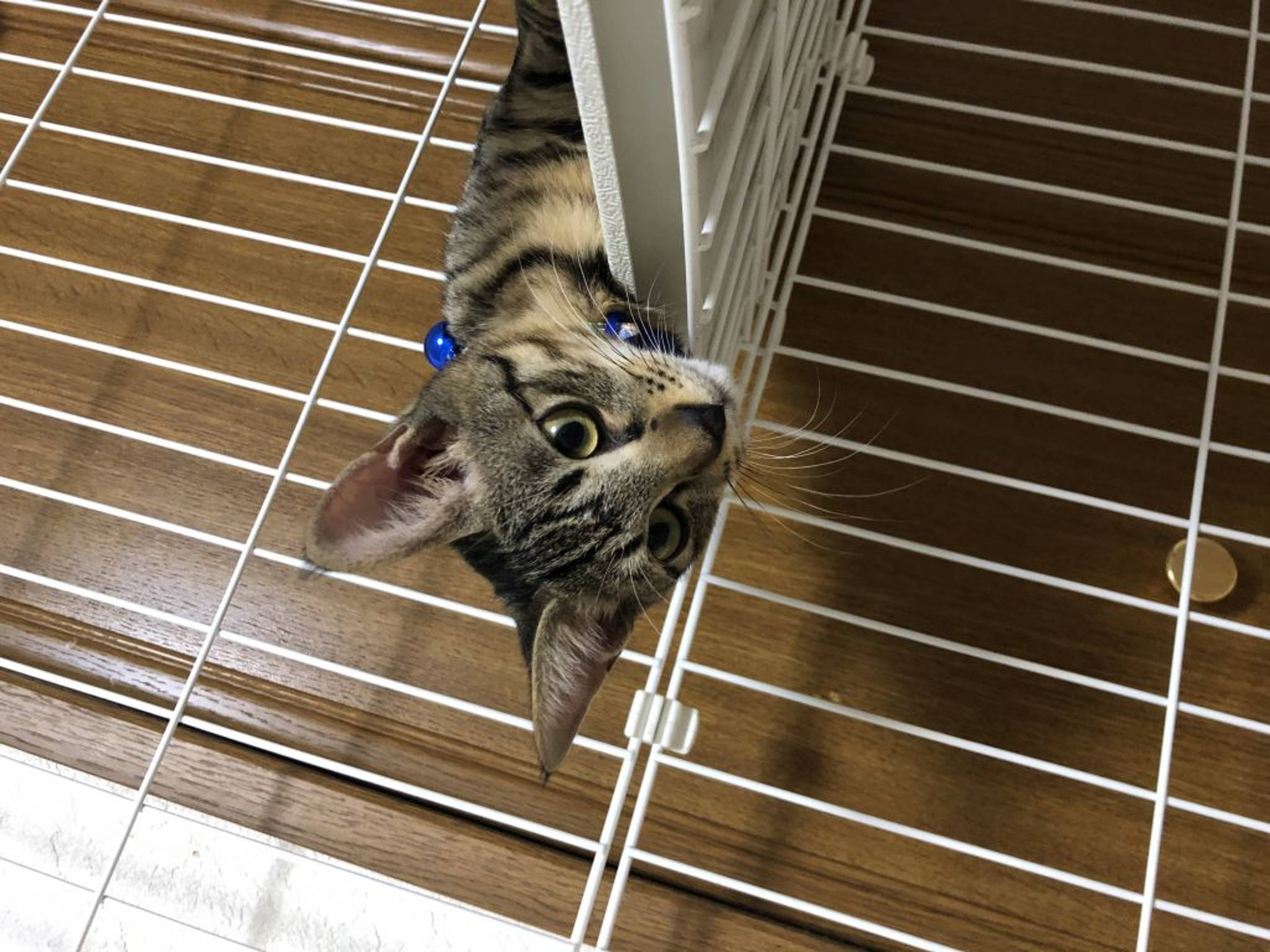 雑種（ミックス猫）・オスの里親募集の写真