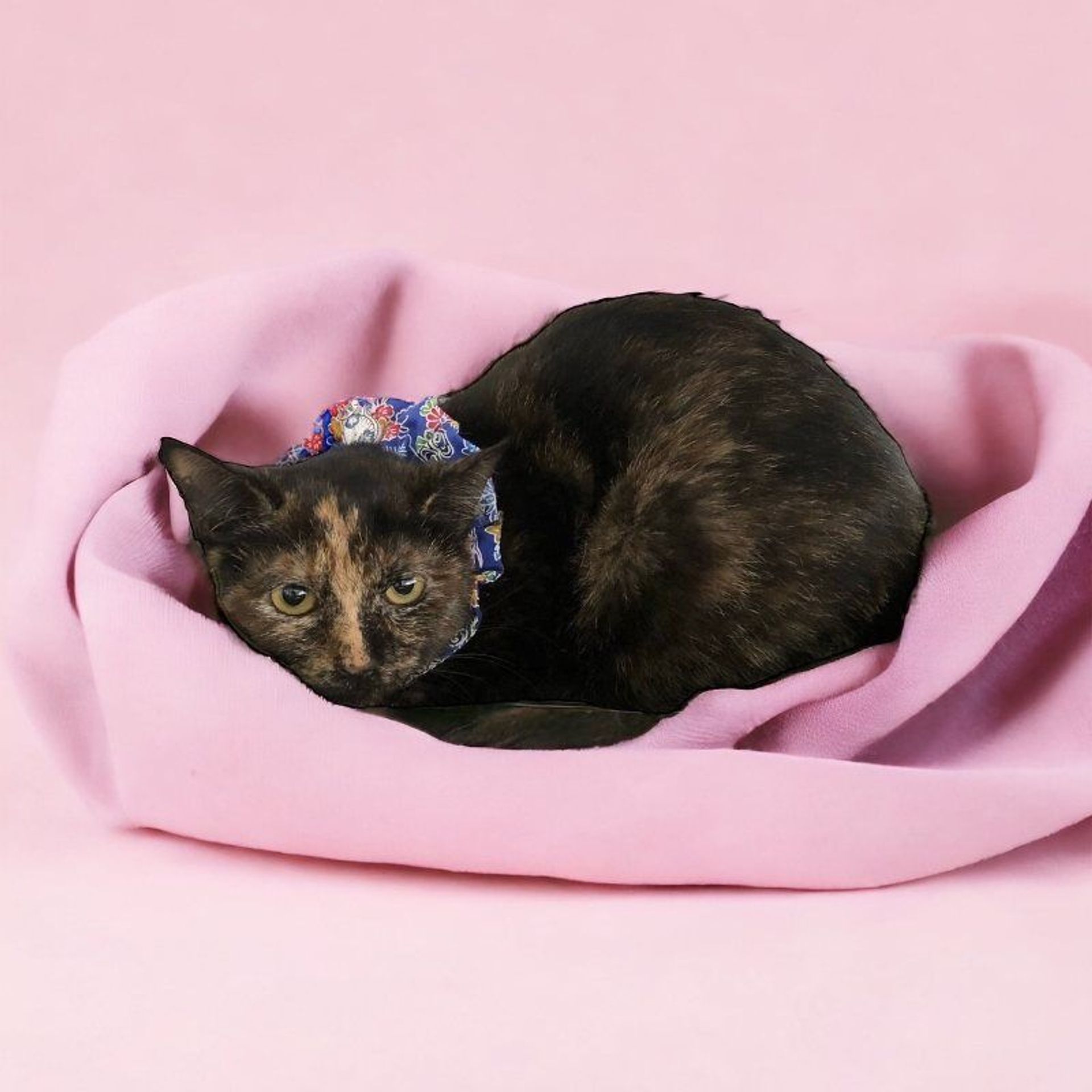 雑種（ミックス猫）・メスの里親募集の写真
