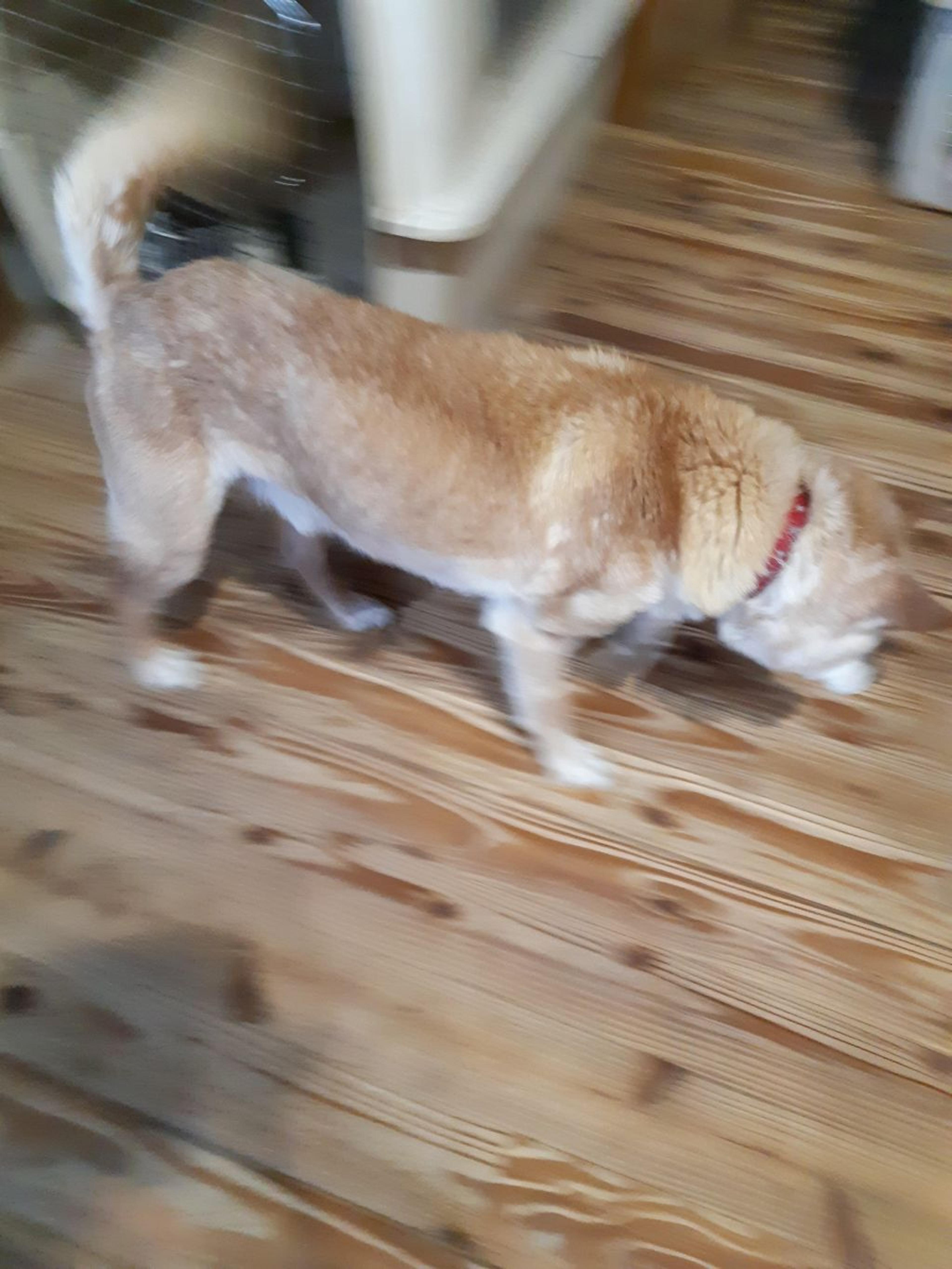 pet-image-2