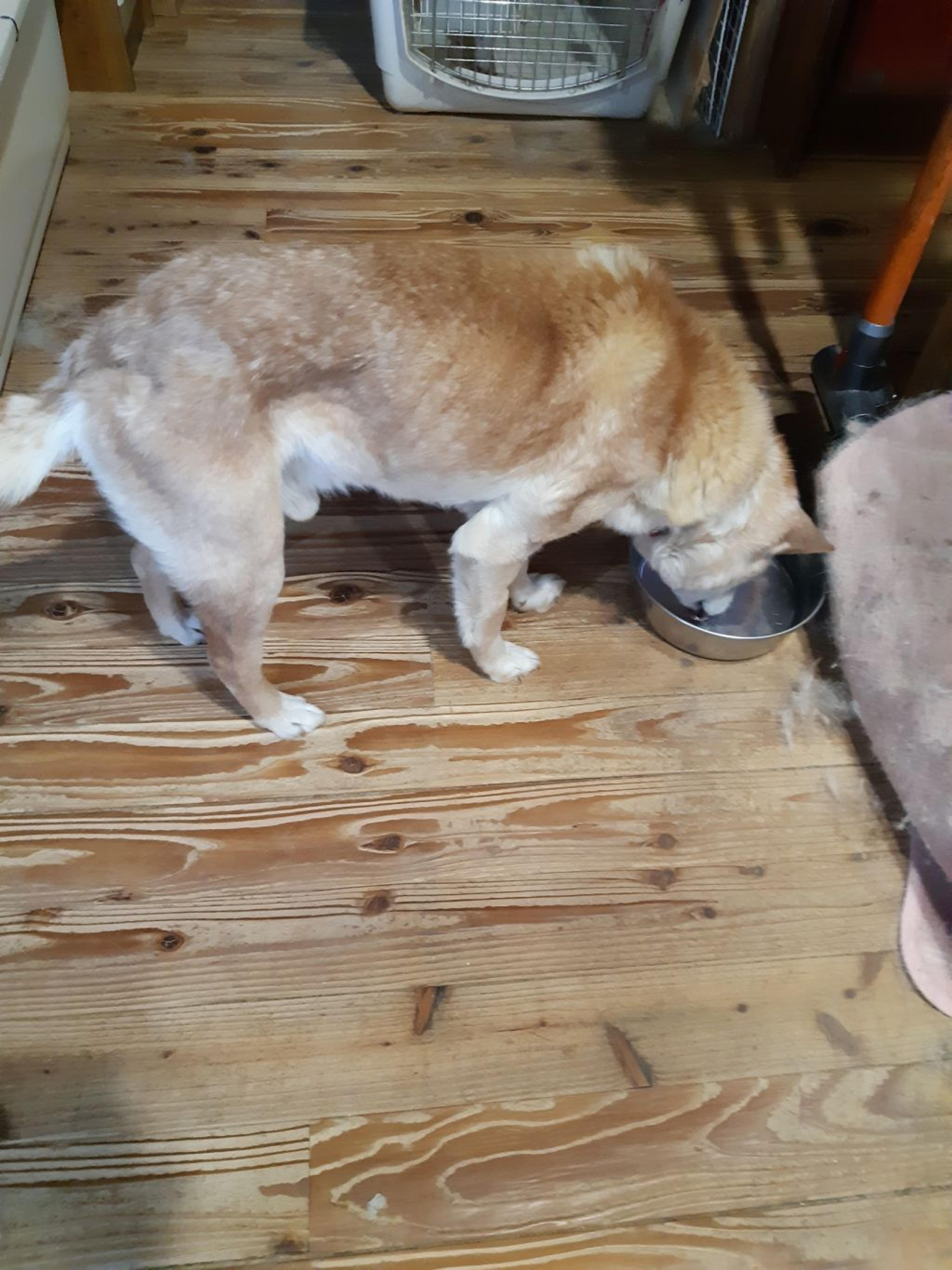 pet-image-4