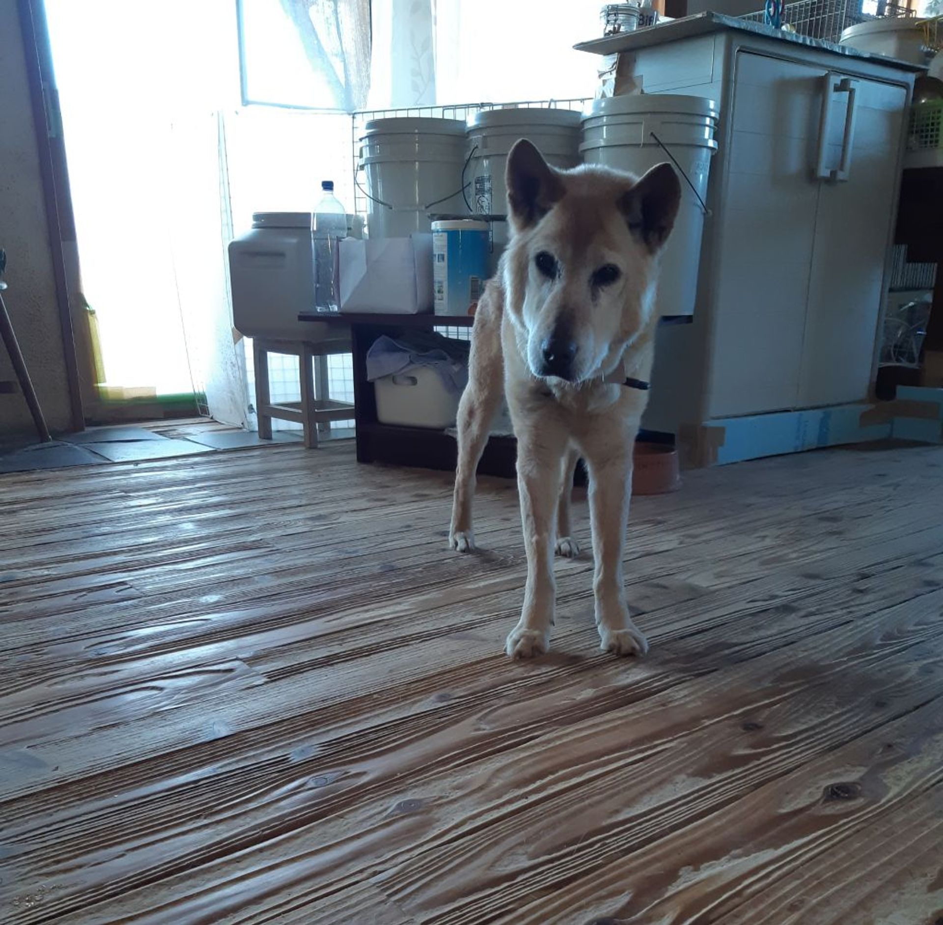 雑種（ミックス犬）・オスの里親募集の写真