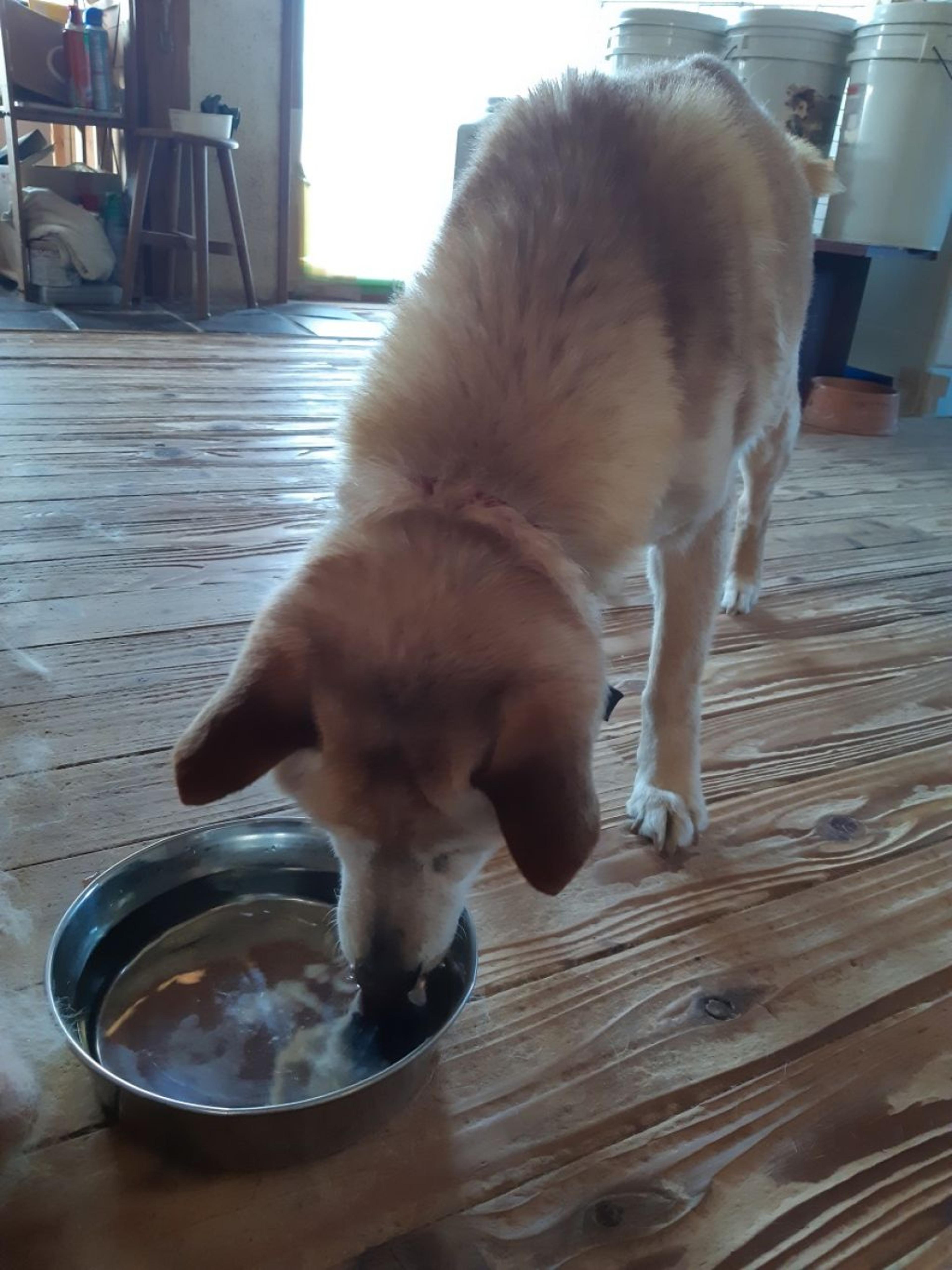 pet-image-3