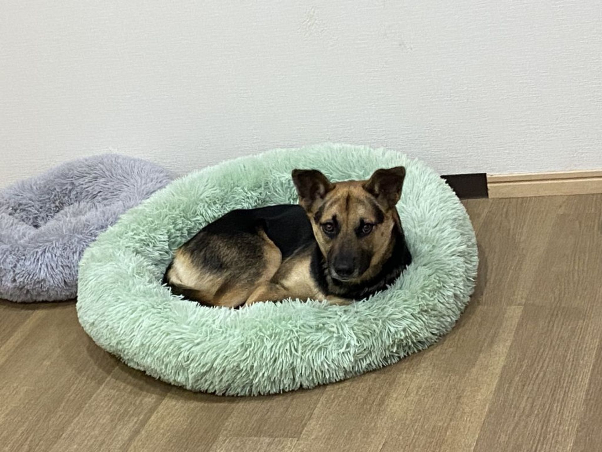 雑種（ミックス犬）・メスの里親募集の写真