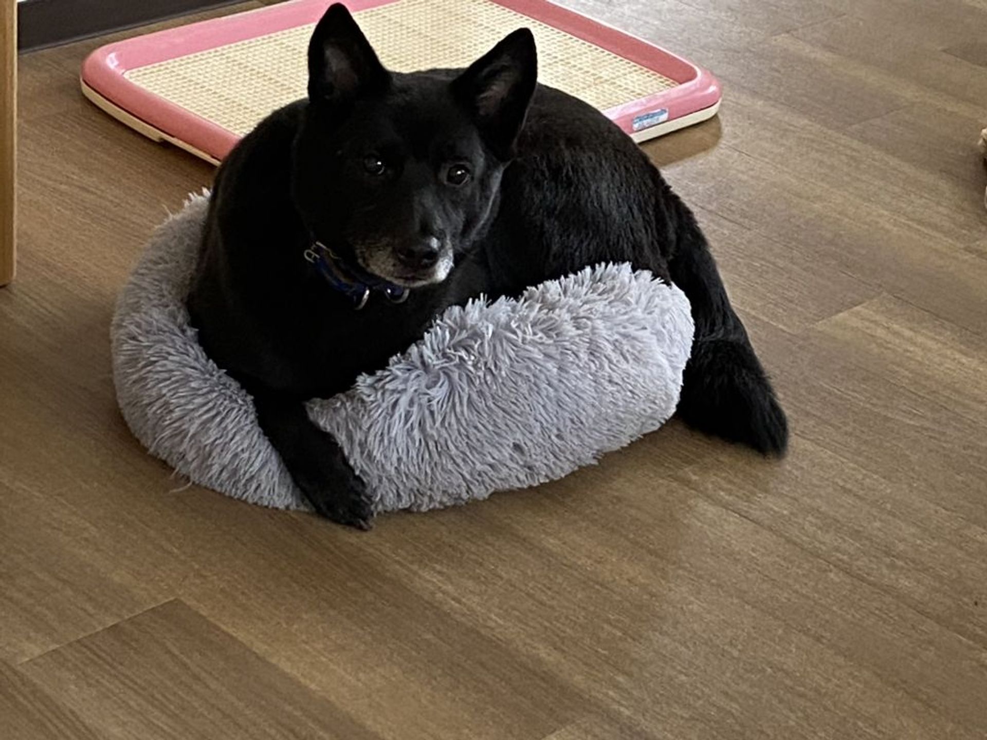 雑種（ミックス犬）・オスの里親募集の写真