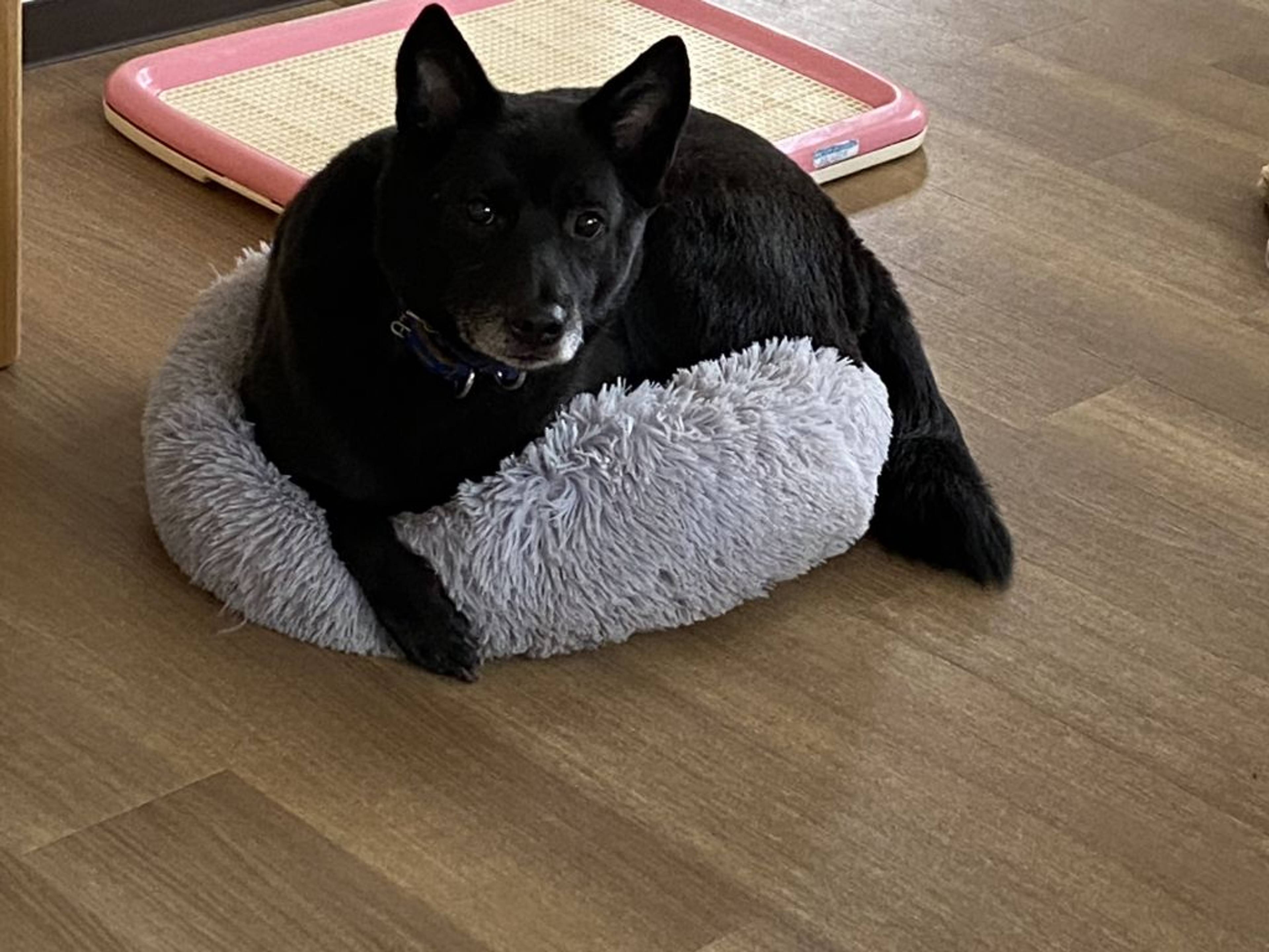 雑種（ミックス犬）・オスの里親募集の写真