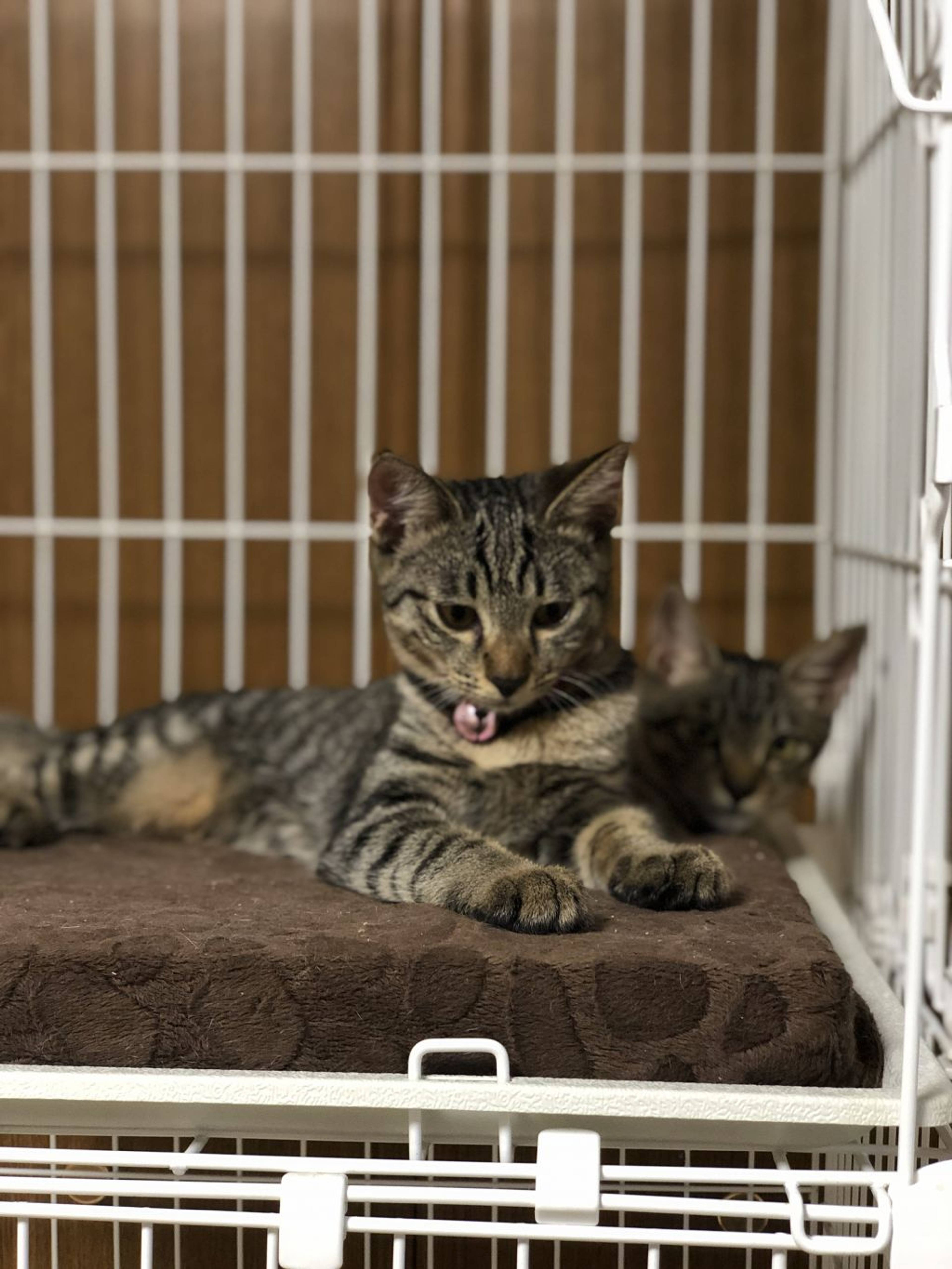 雑種（ミックス猫）・メスの里親募集の写真