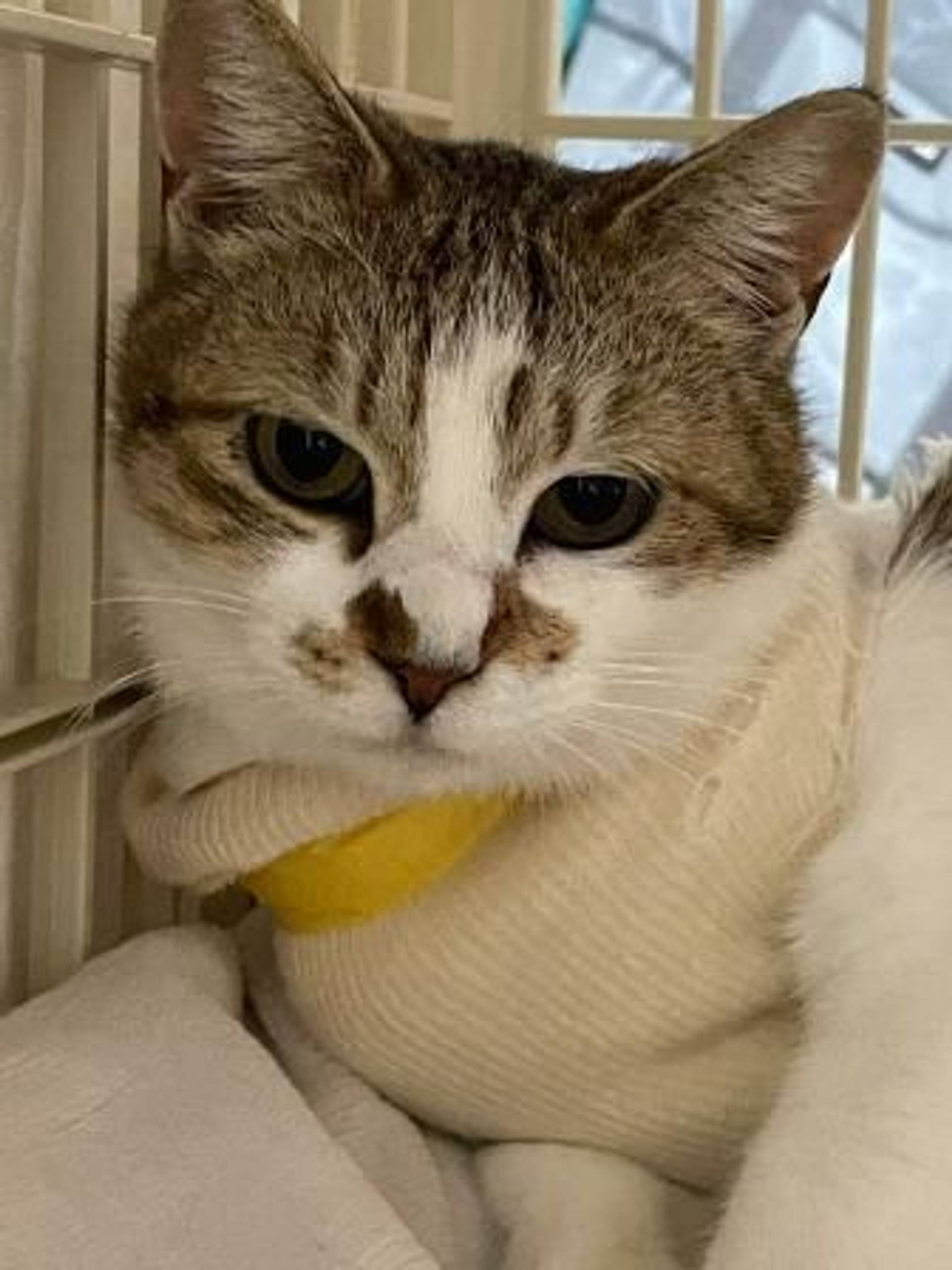 雑種（ミックス猫）・メスの里親募集の写真