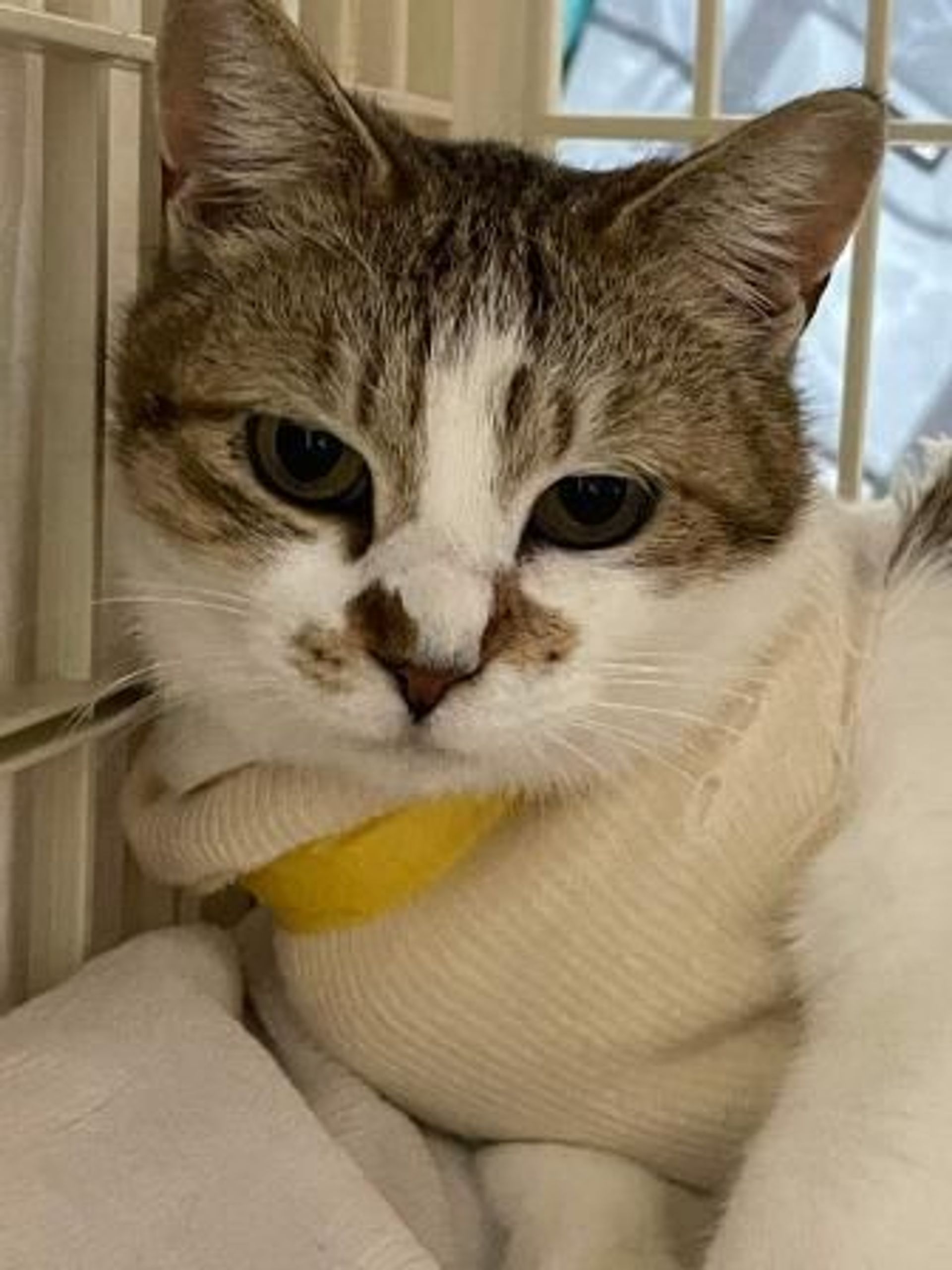 雑種（ミックス猫）・メスの里親募集の写真