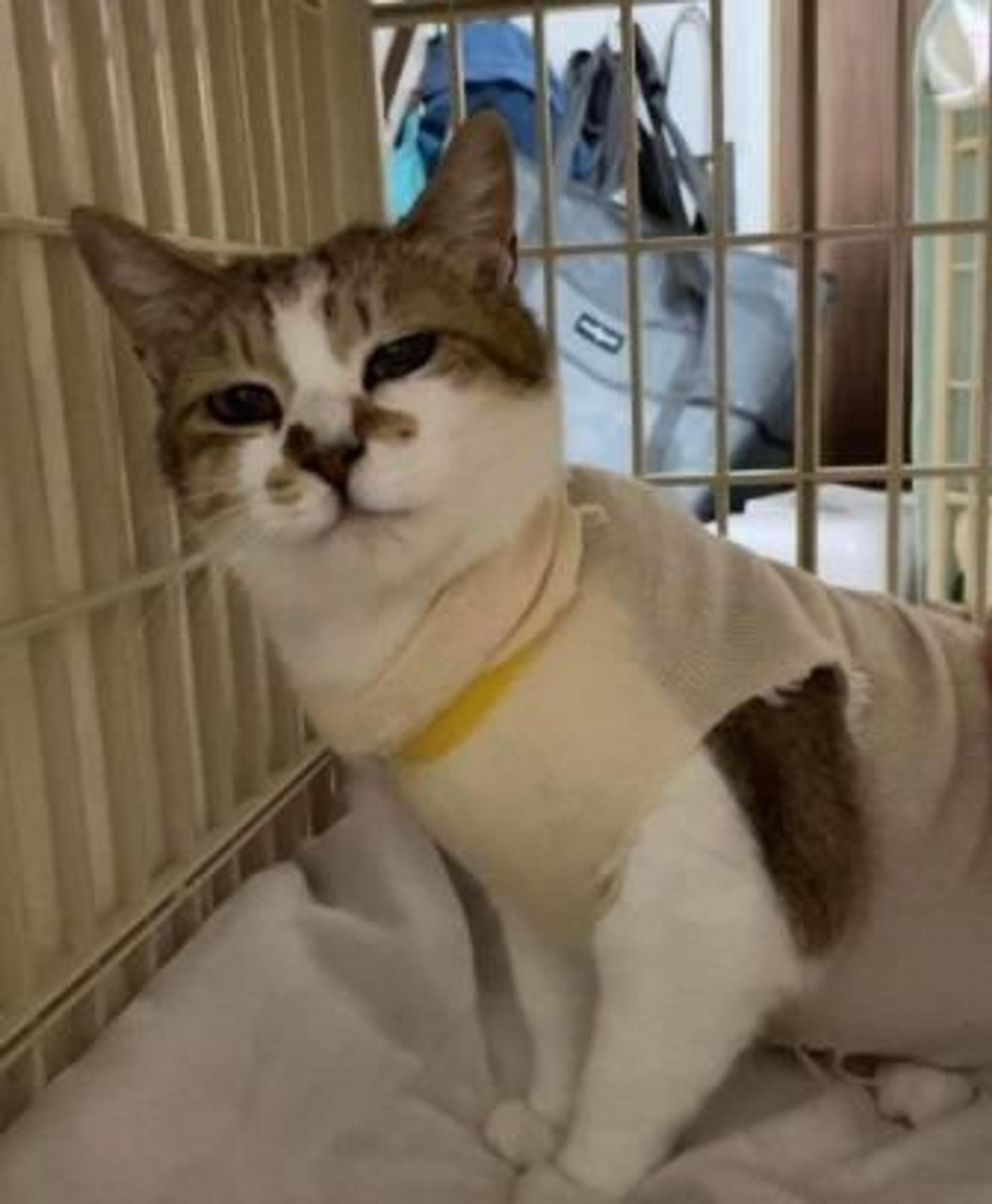 pet-image-2