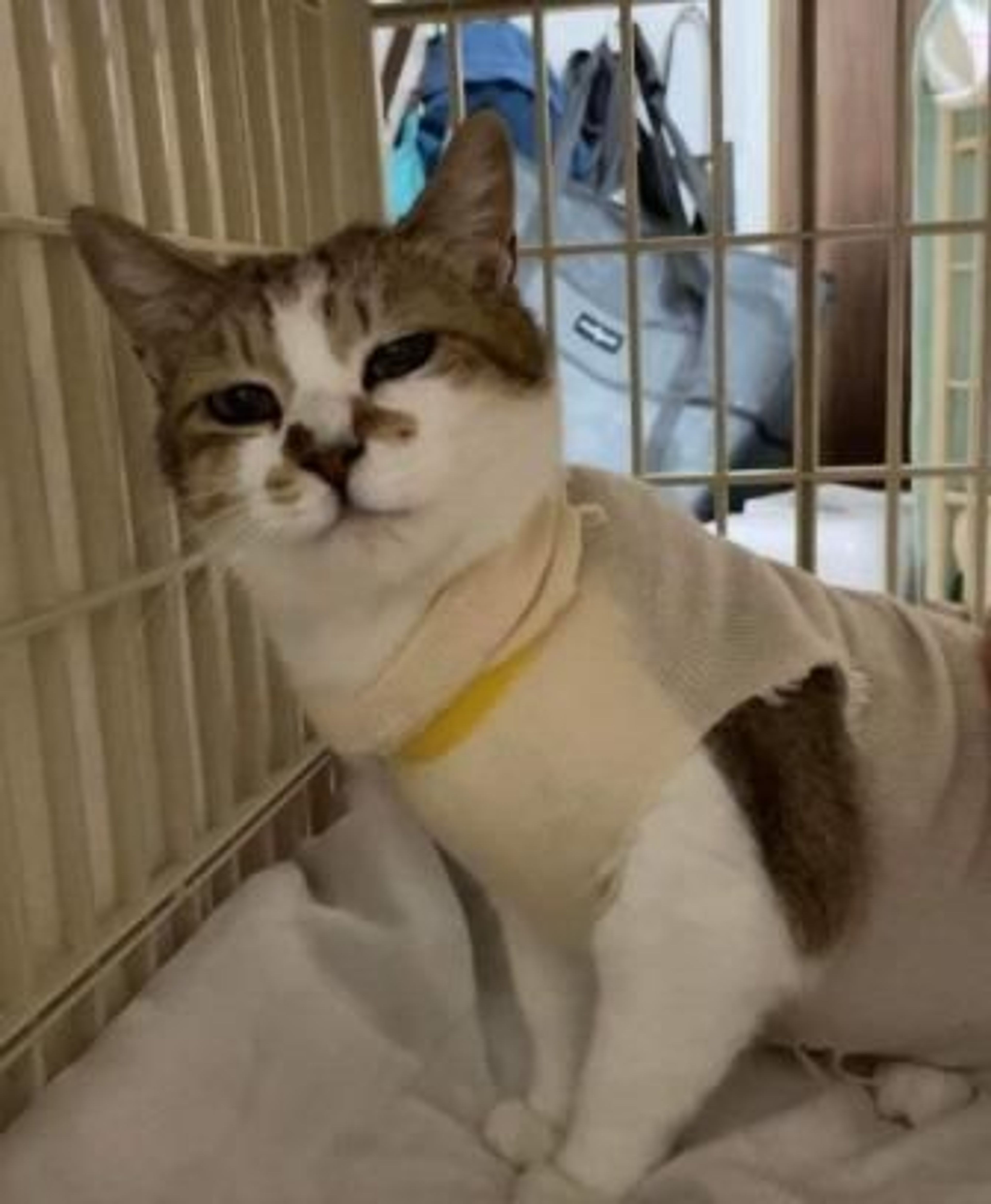 pet-image-2