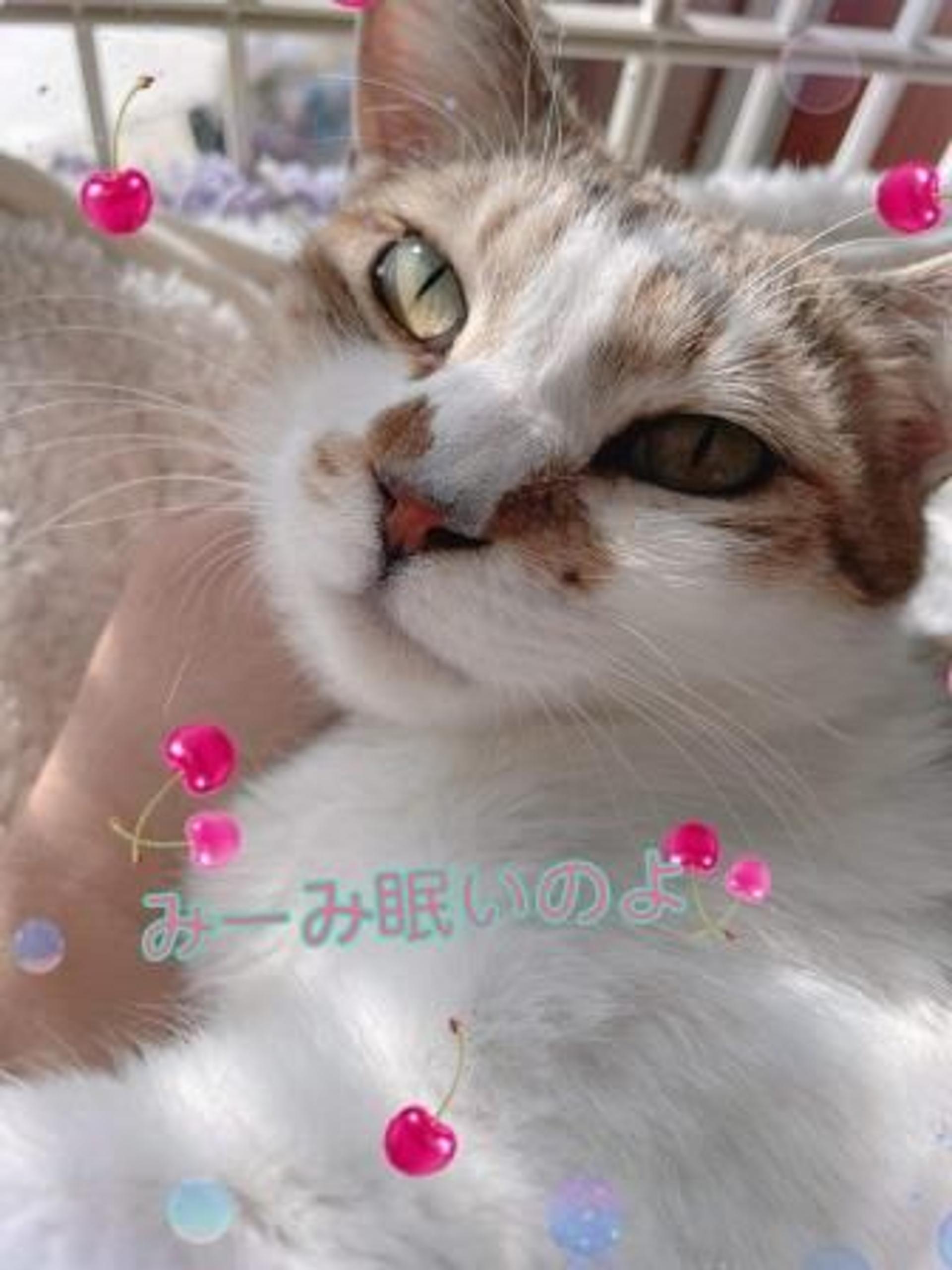 pet-image-3