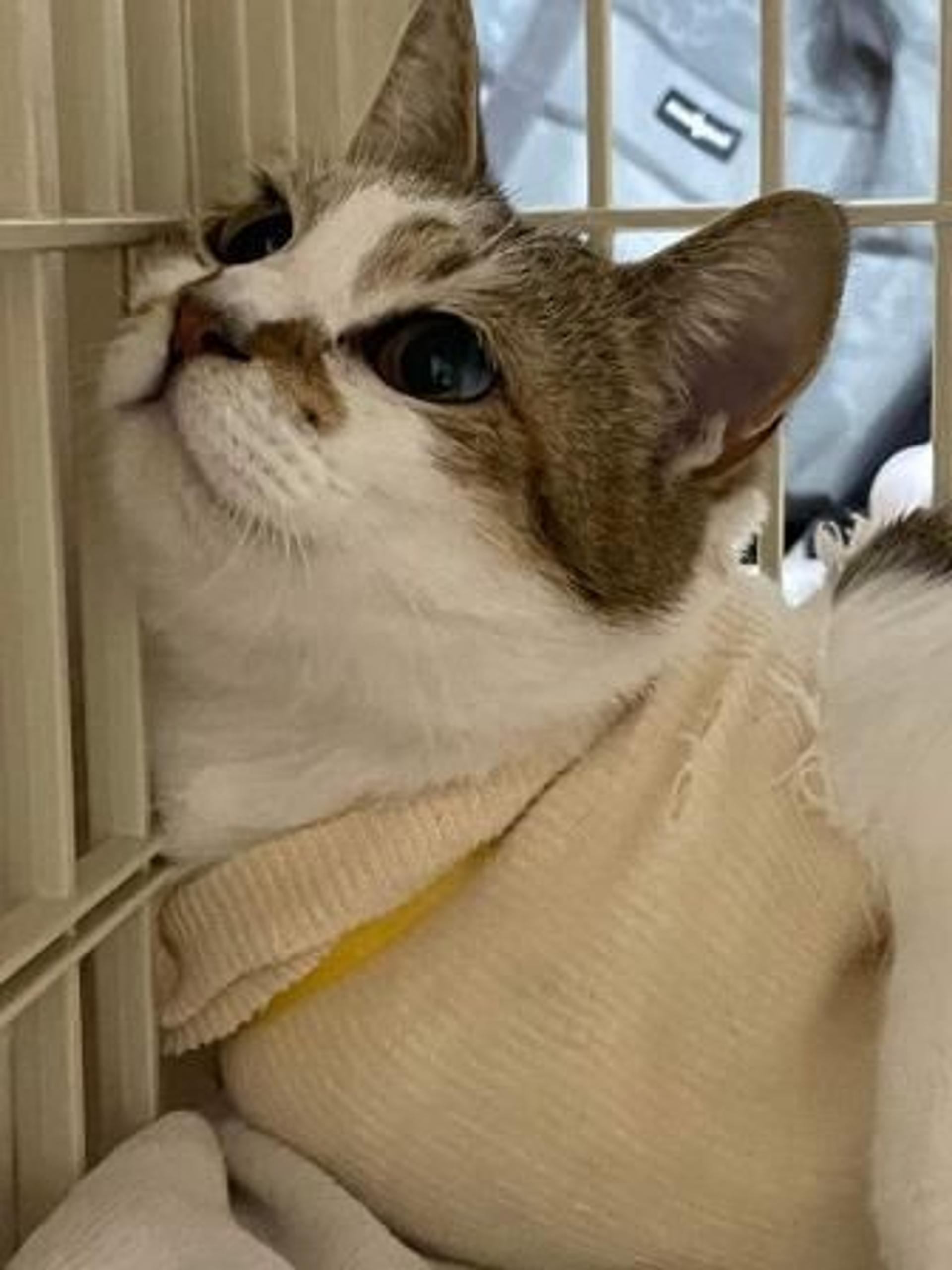 pet-image-4
