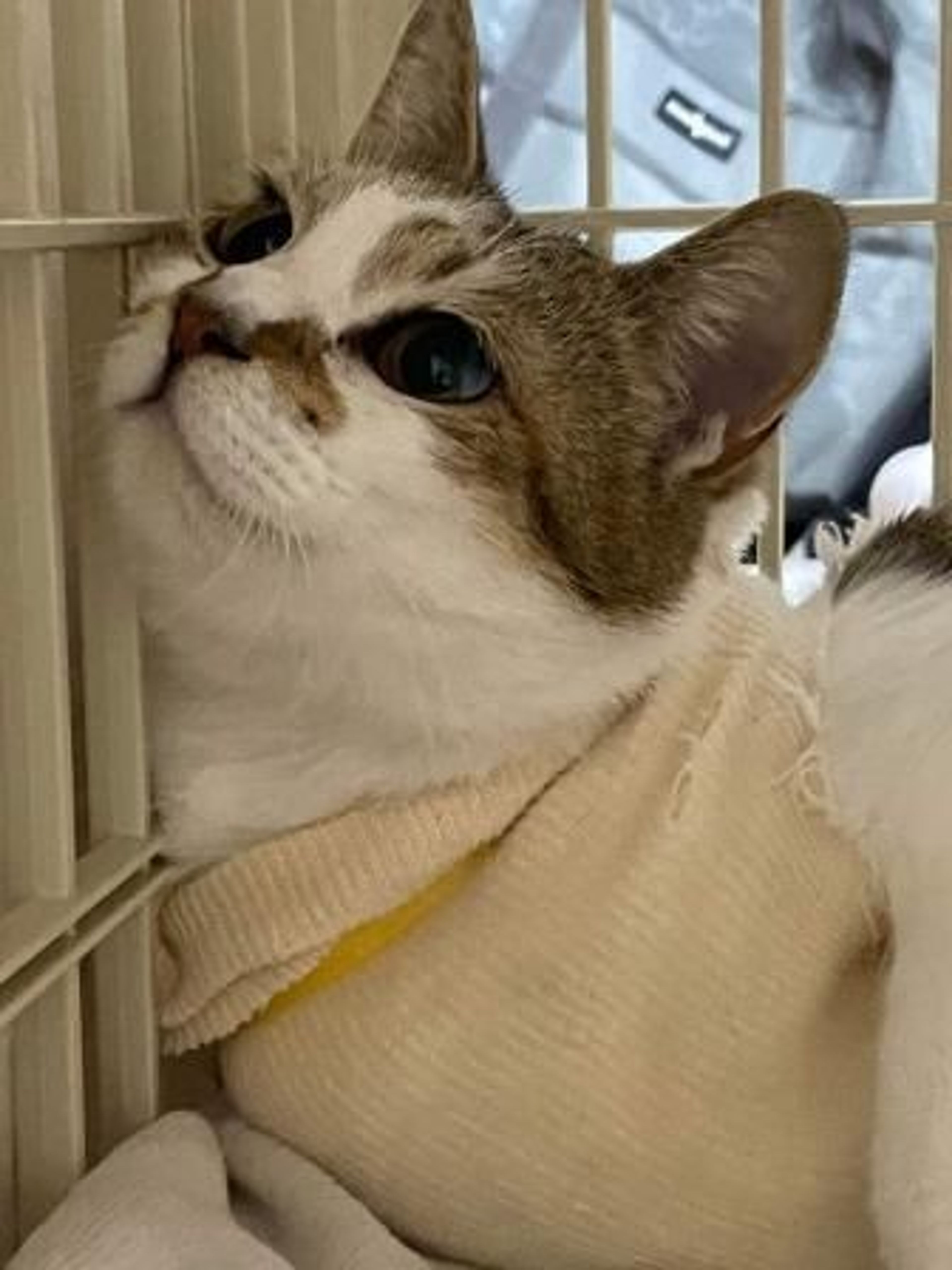 pet-image-4