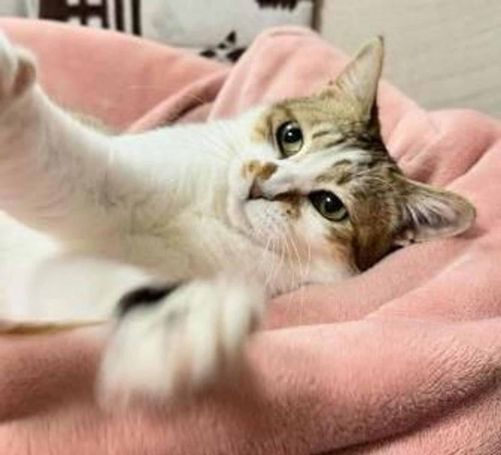 pet-image-6