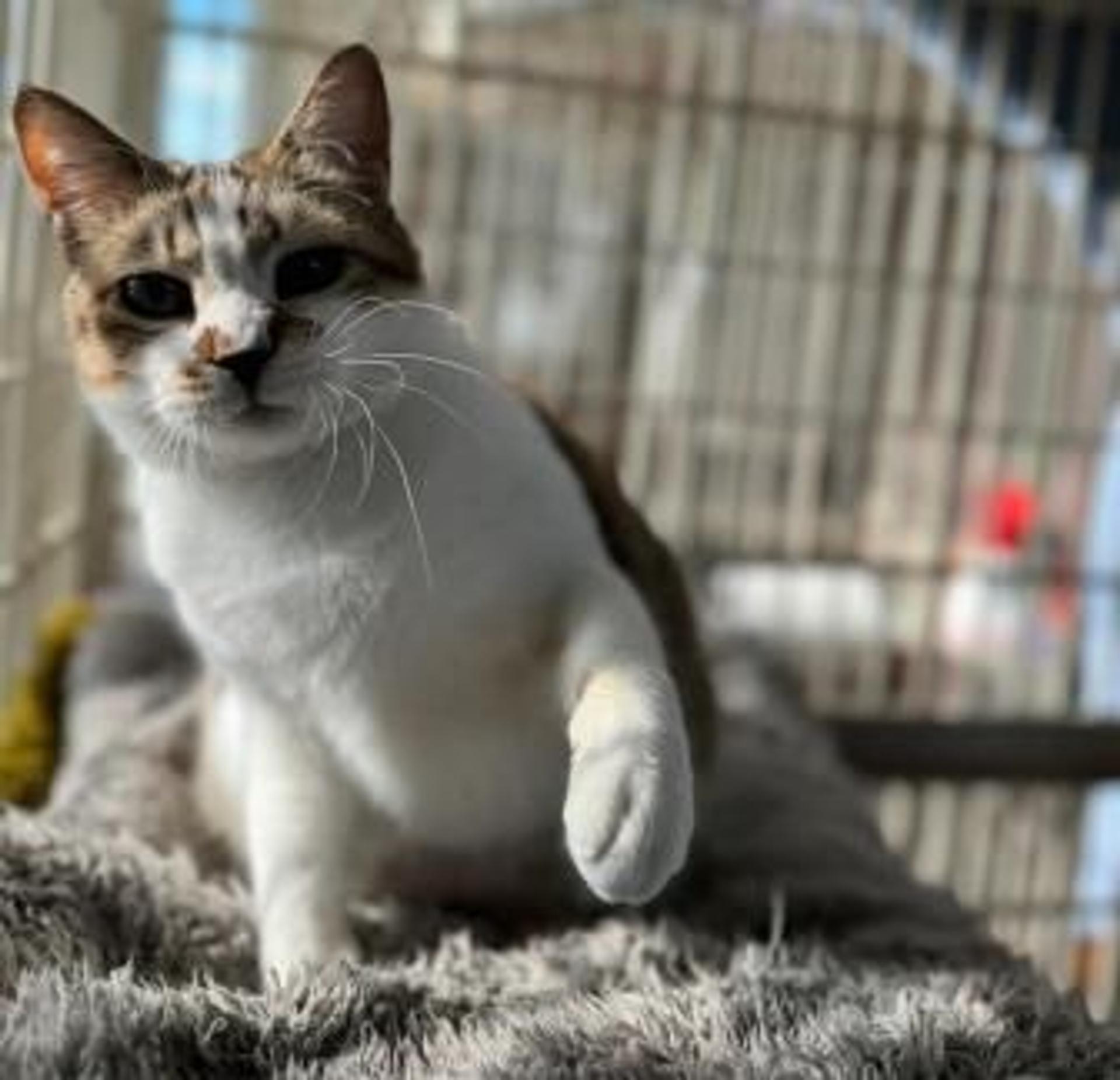 pet-image-7