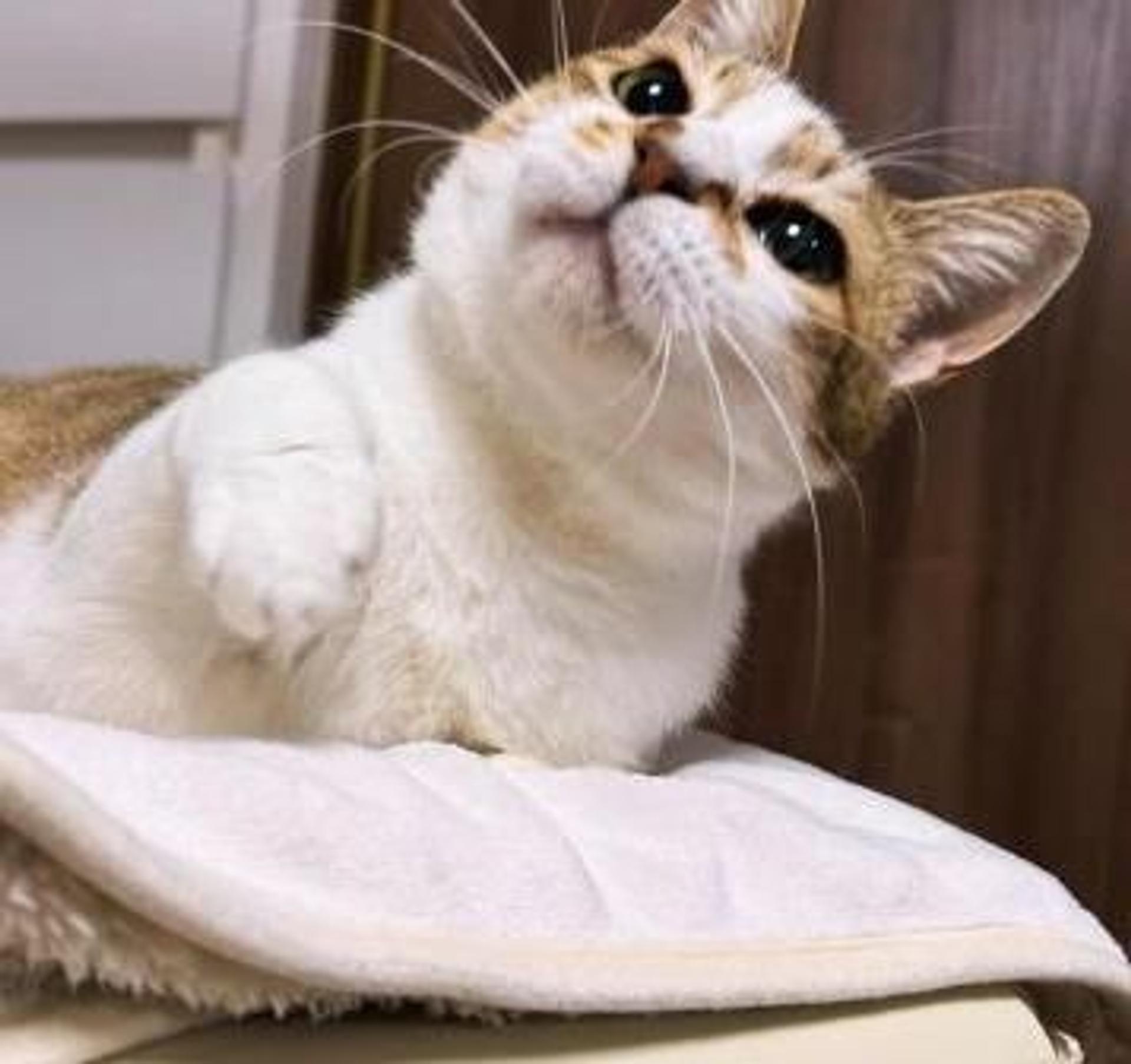 pet-image-8