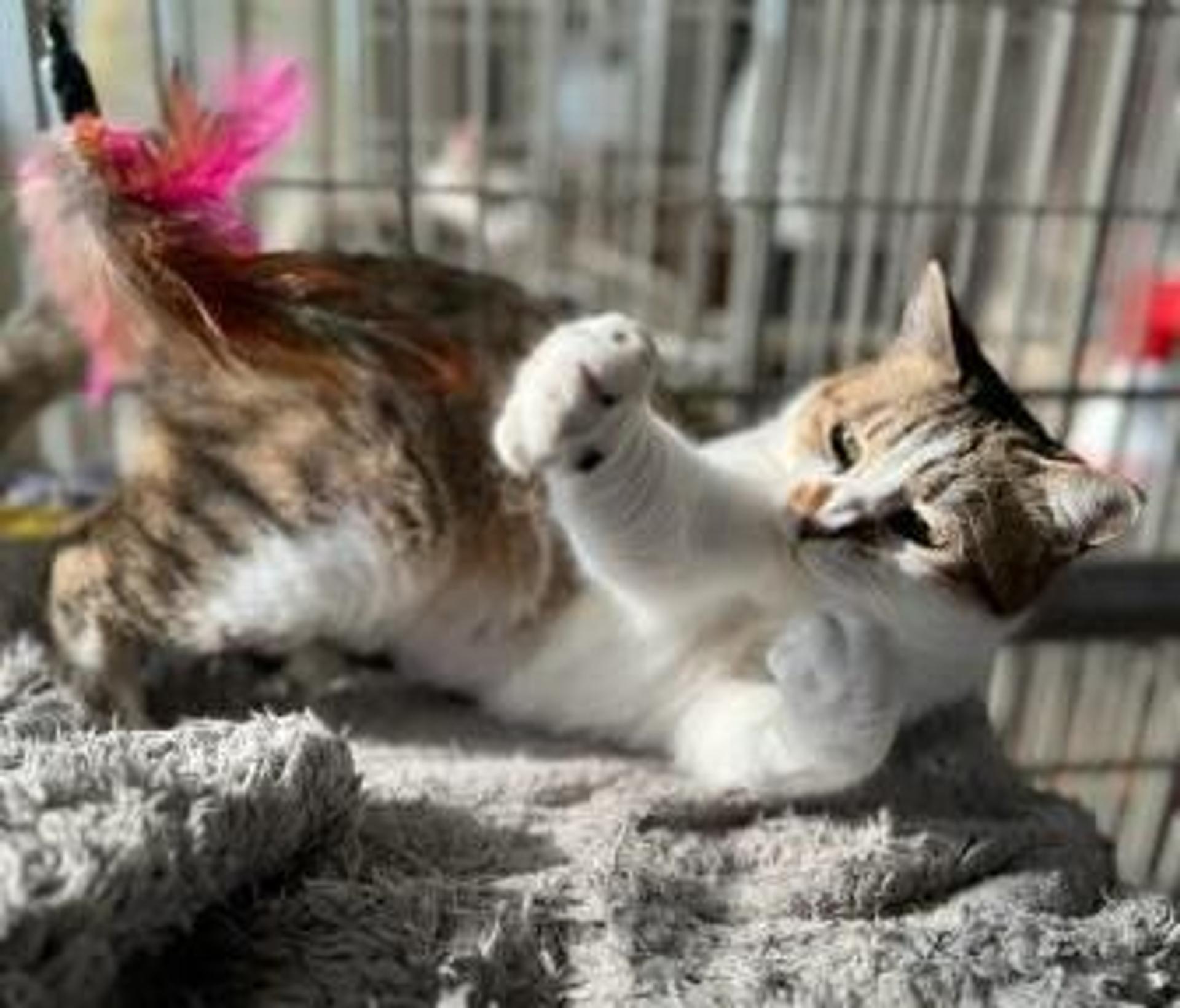 pet-image-9