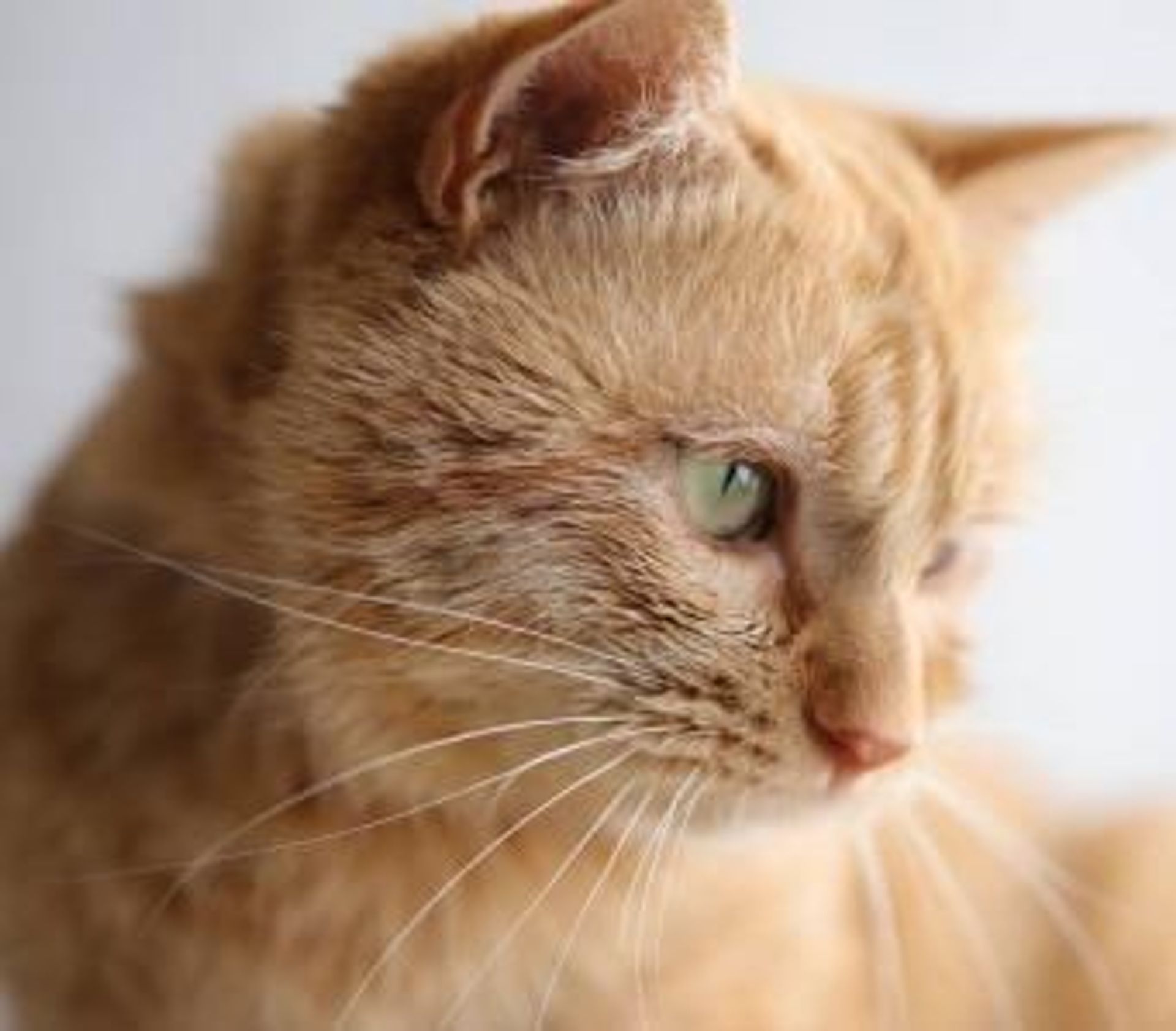 雑種（ミックス猫）・オスの里親募集の写真