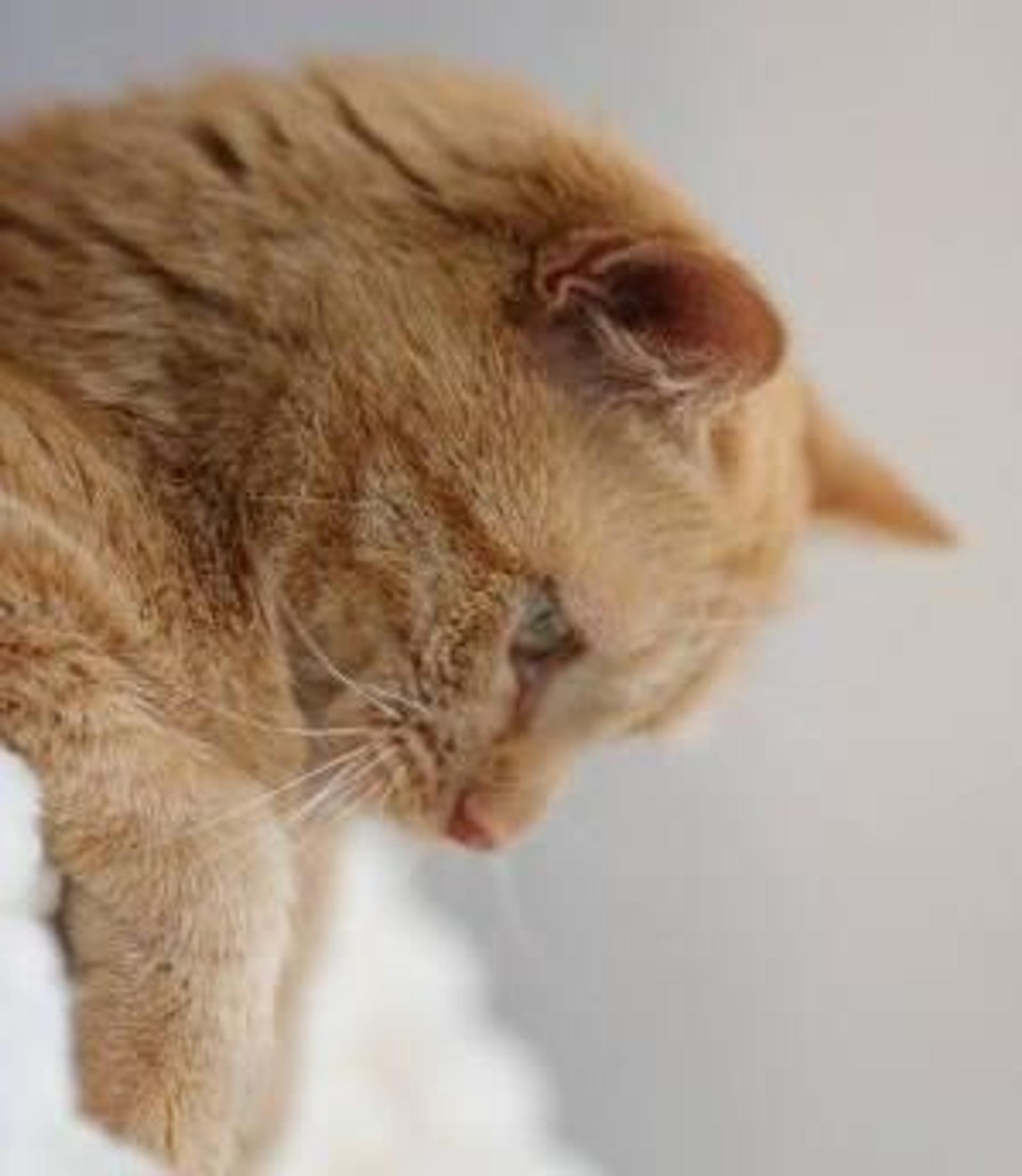 pet-image-5