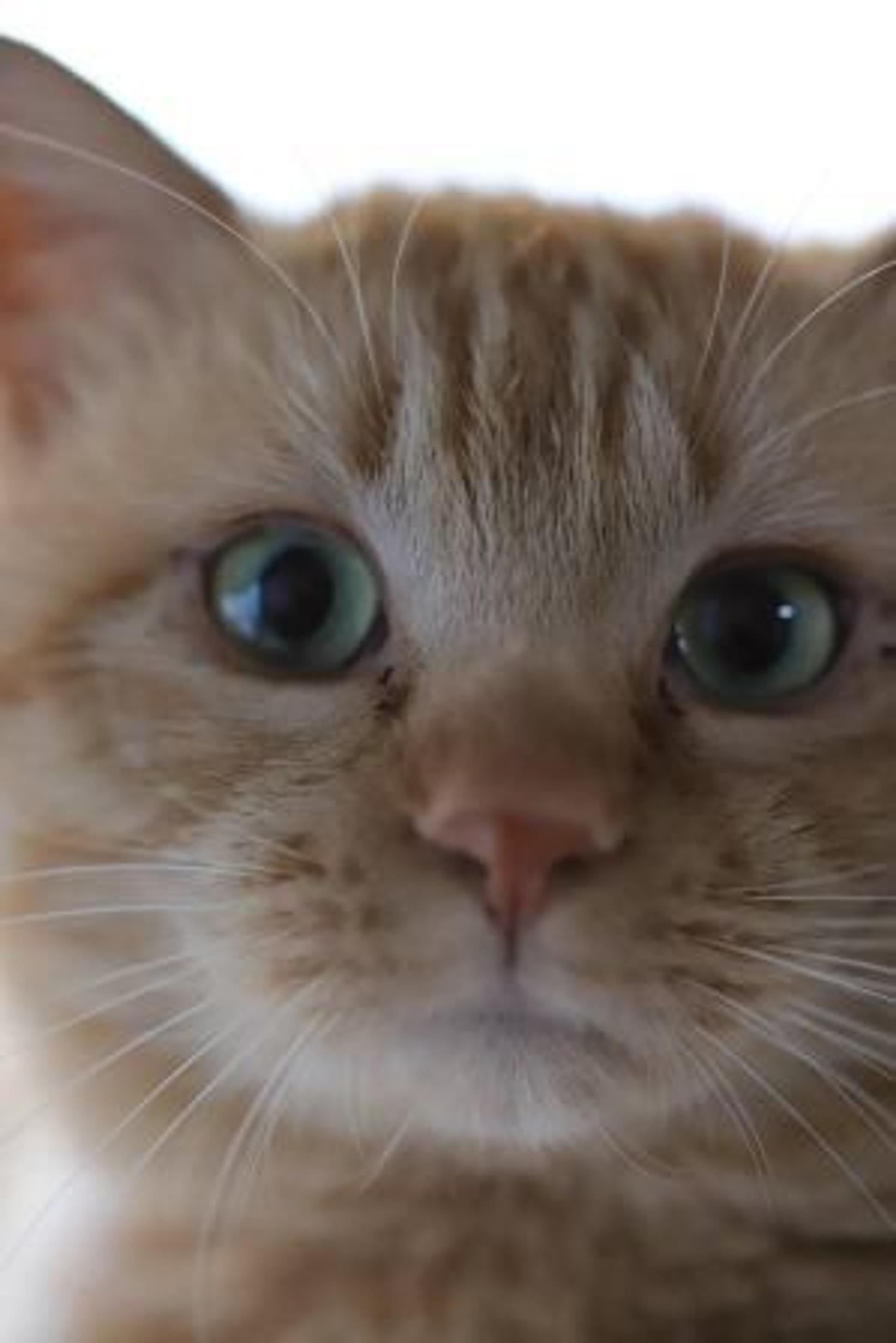 pet-image-8