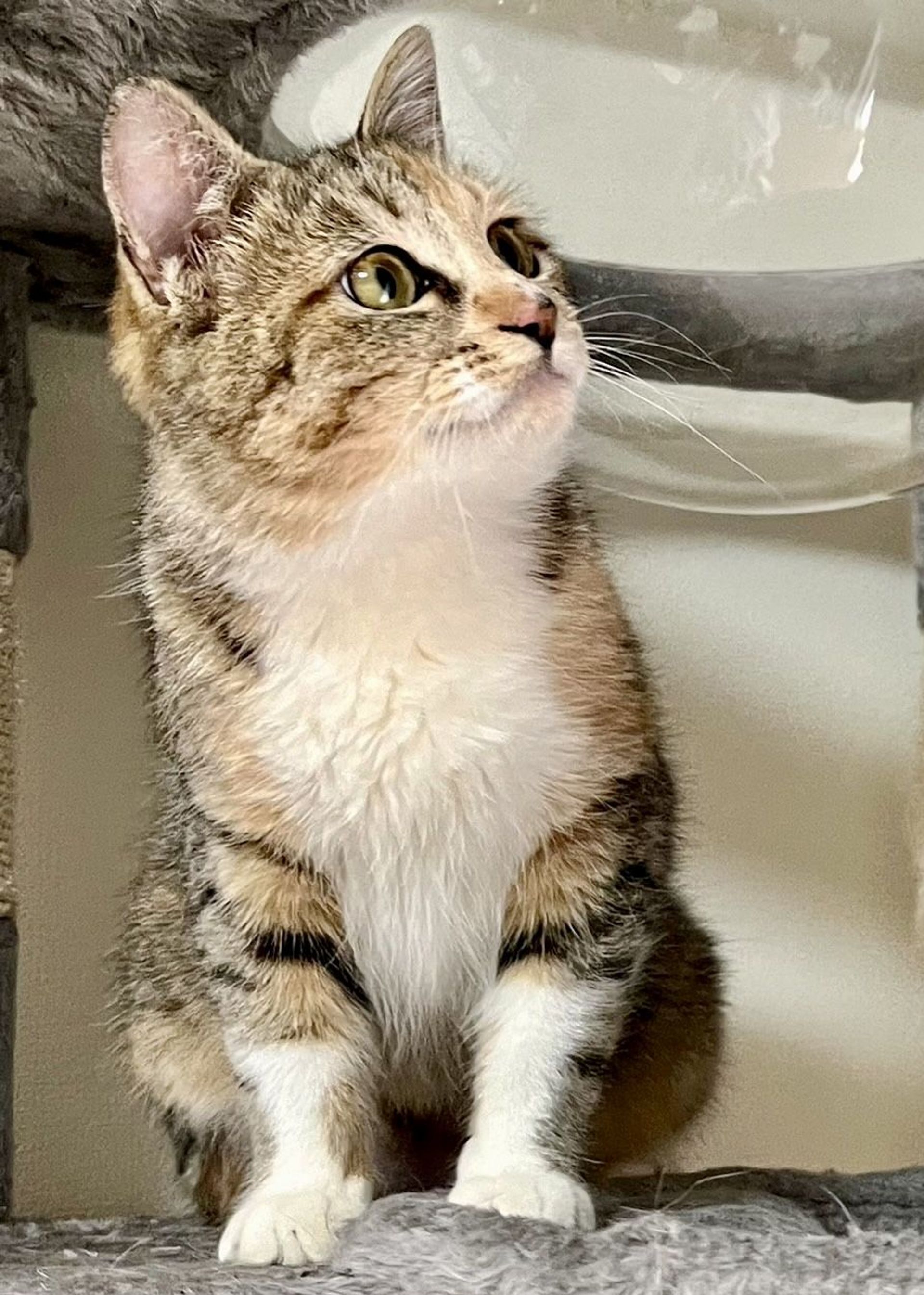 雑種（ミックス猫）・メスの里親募集の写真