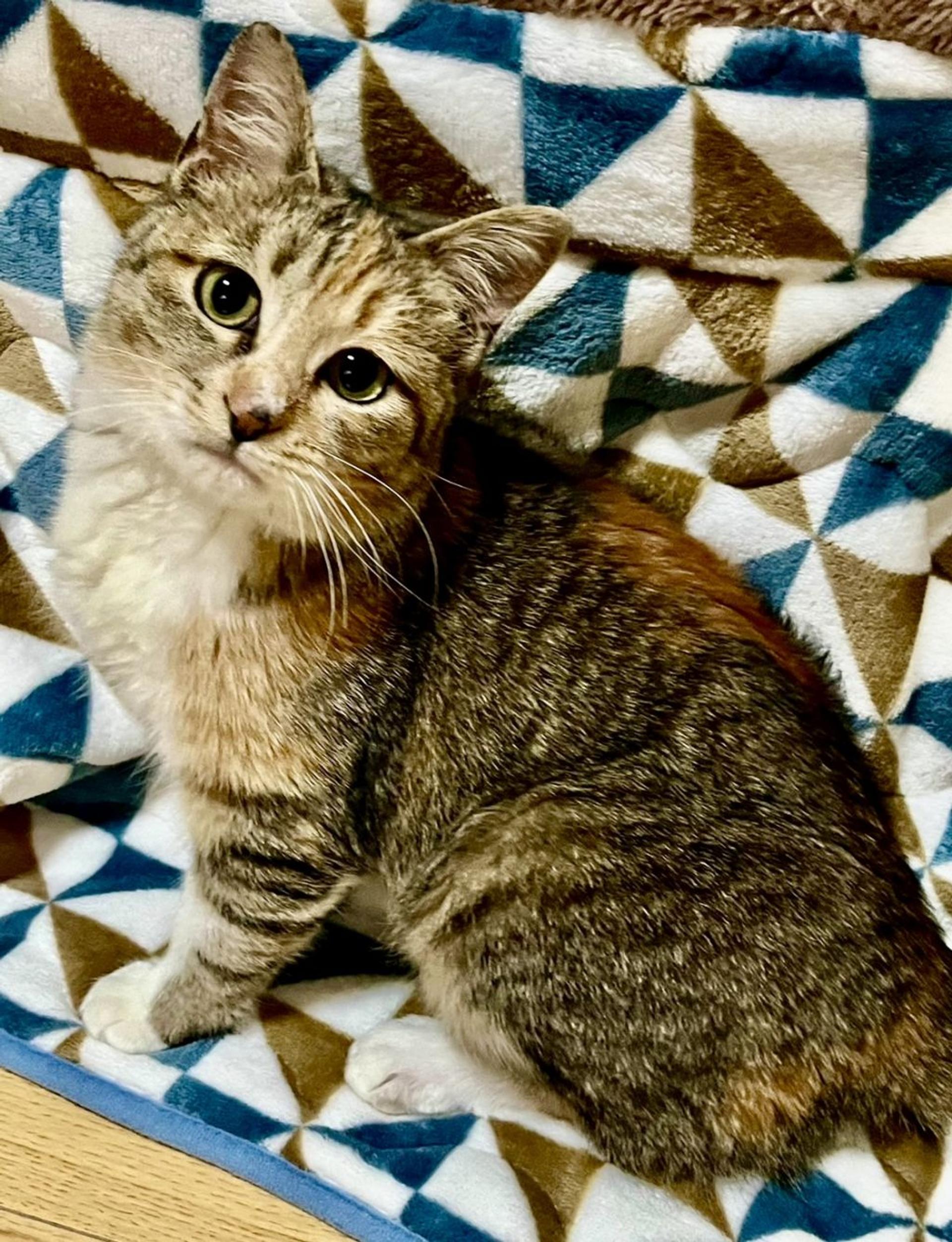 pet-image-4