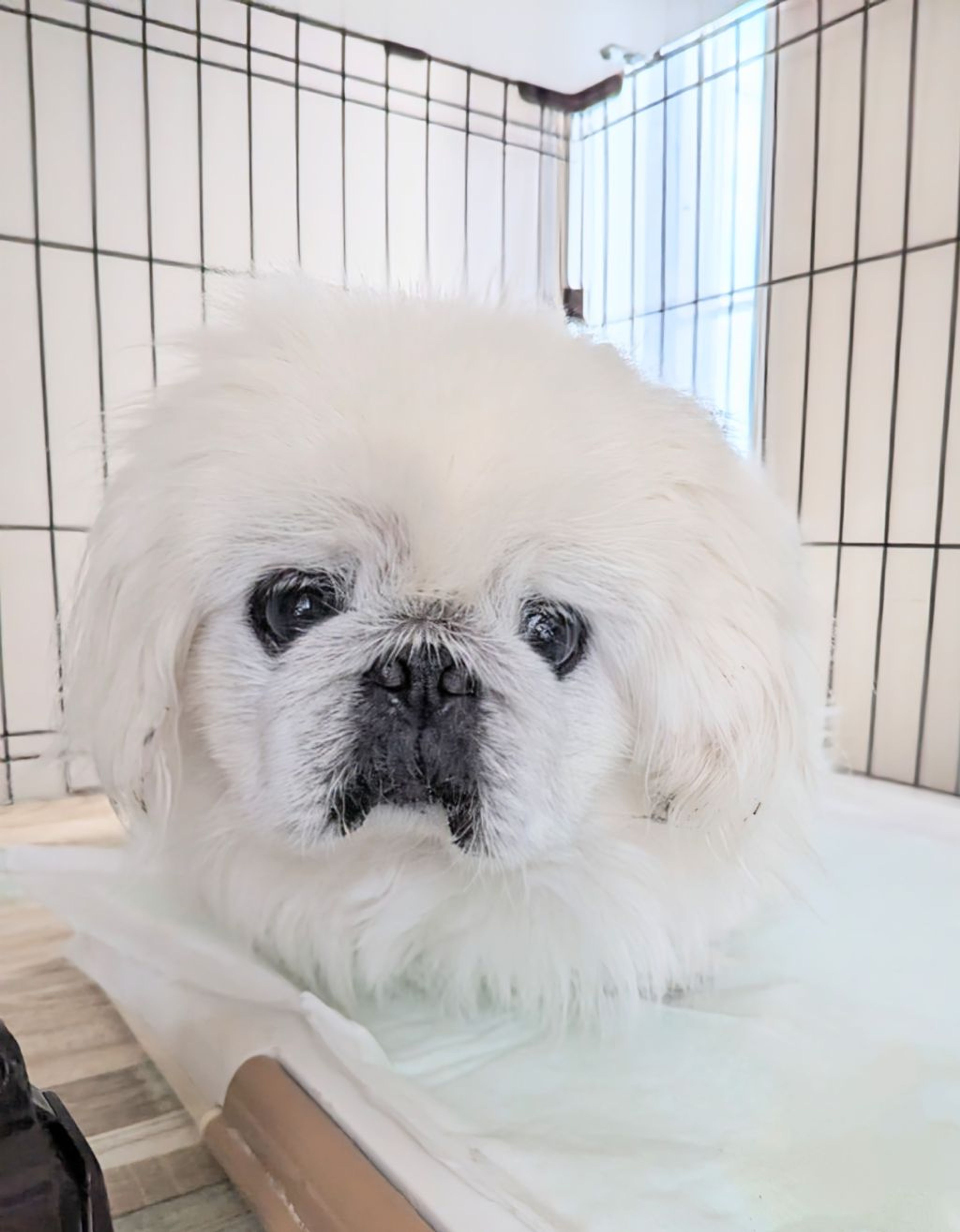 pet-image-2