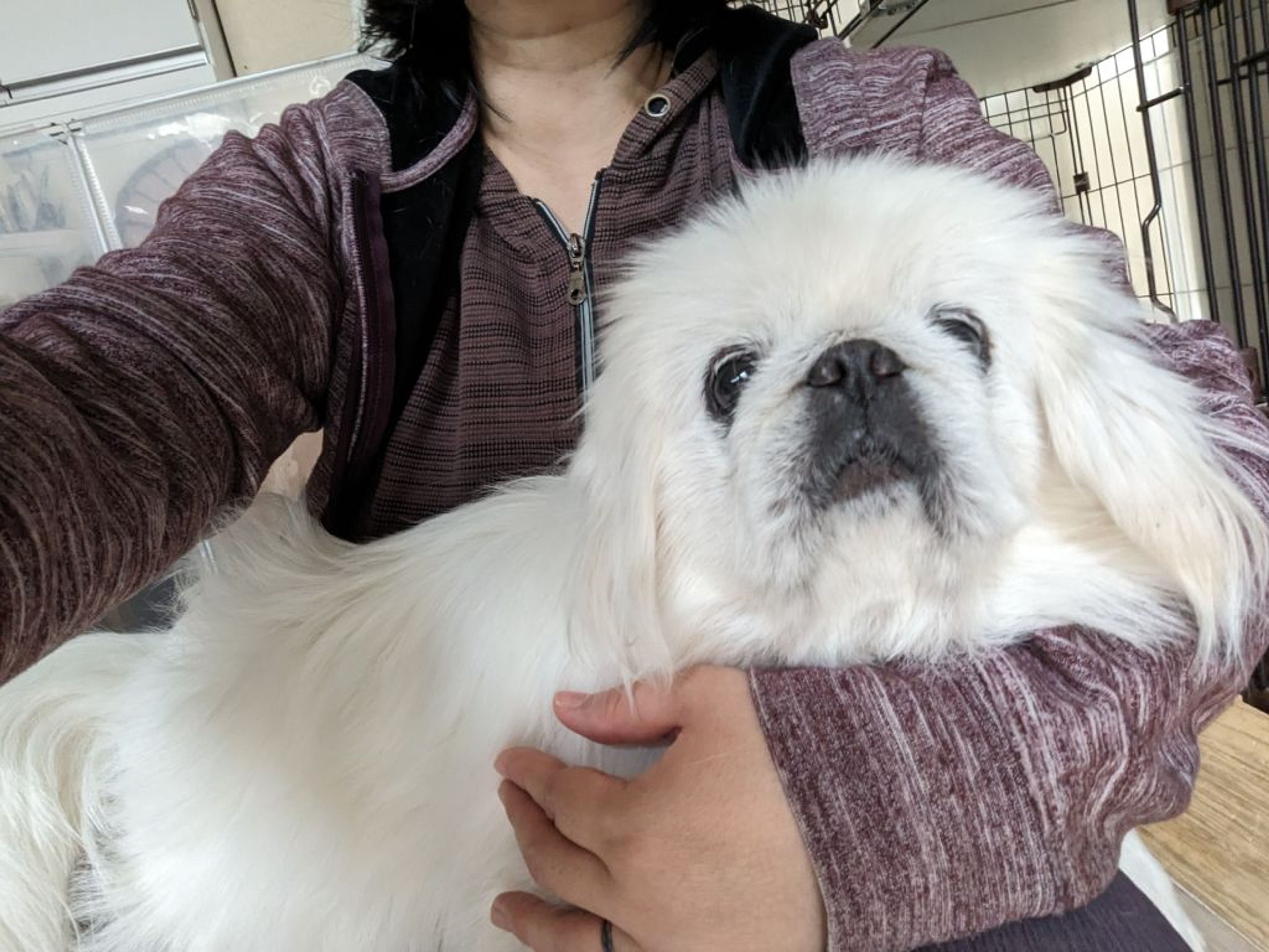 pet-image-3