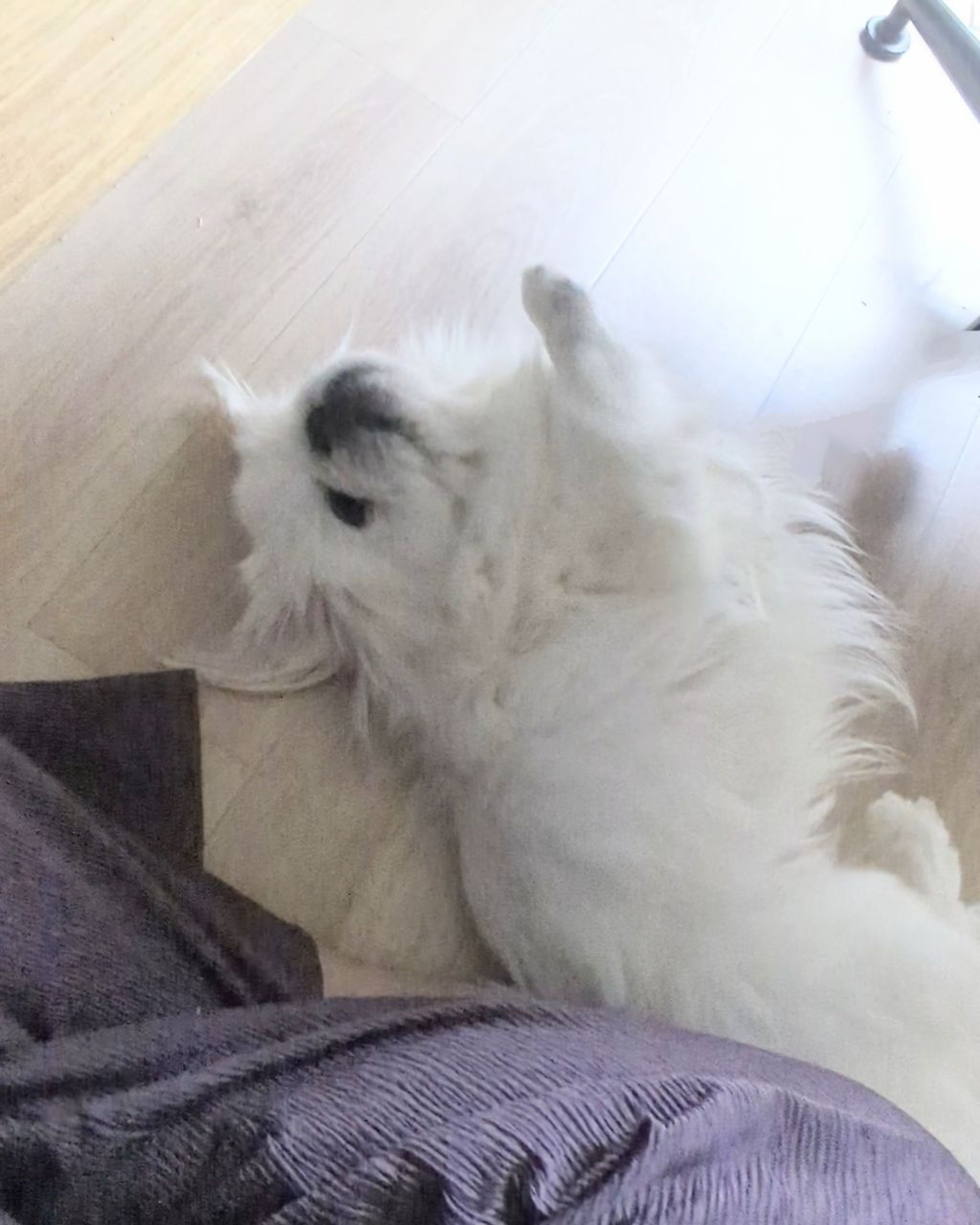 pet-image-4