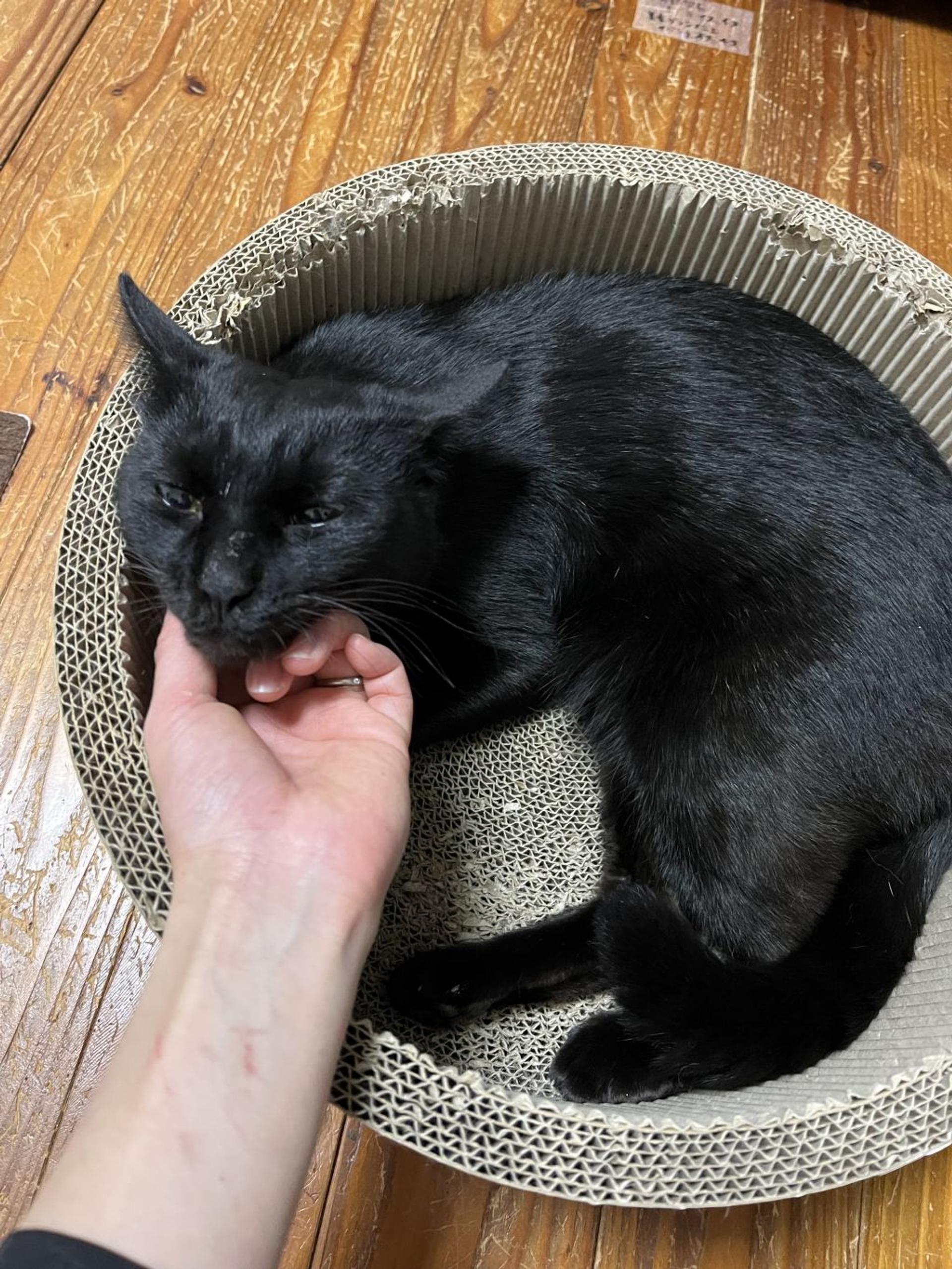 pet-image-3
