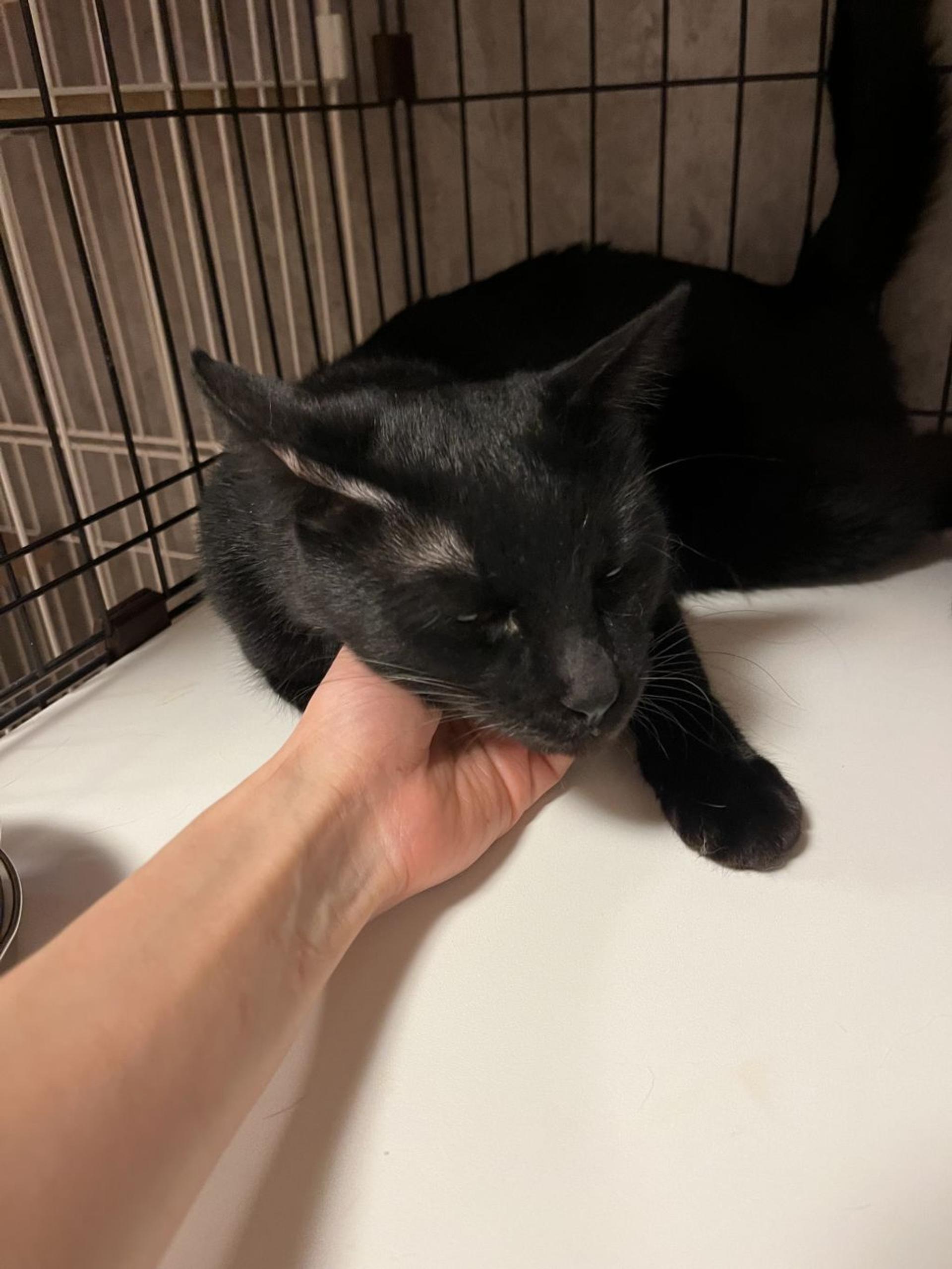 pet-image-7