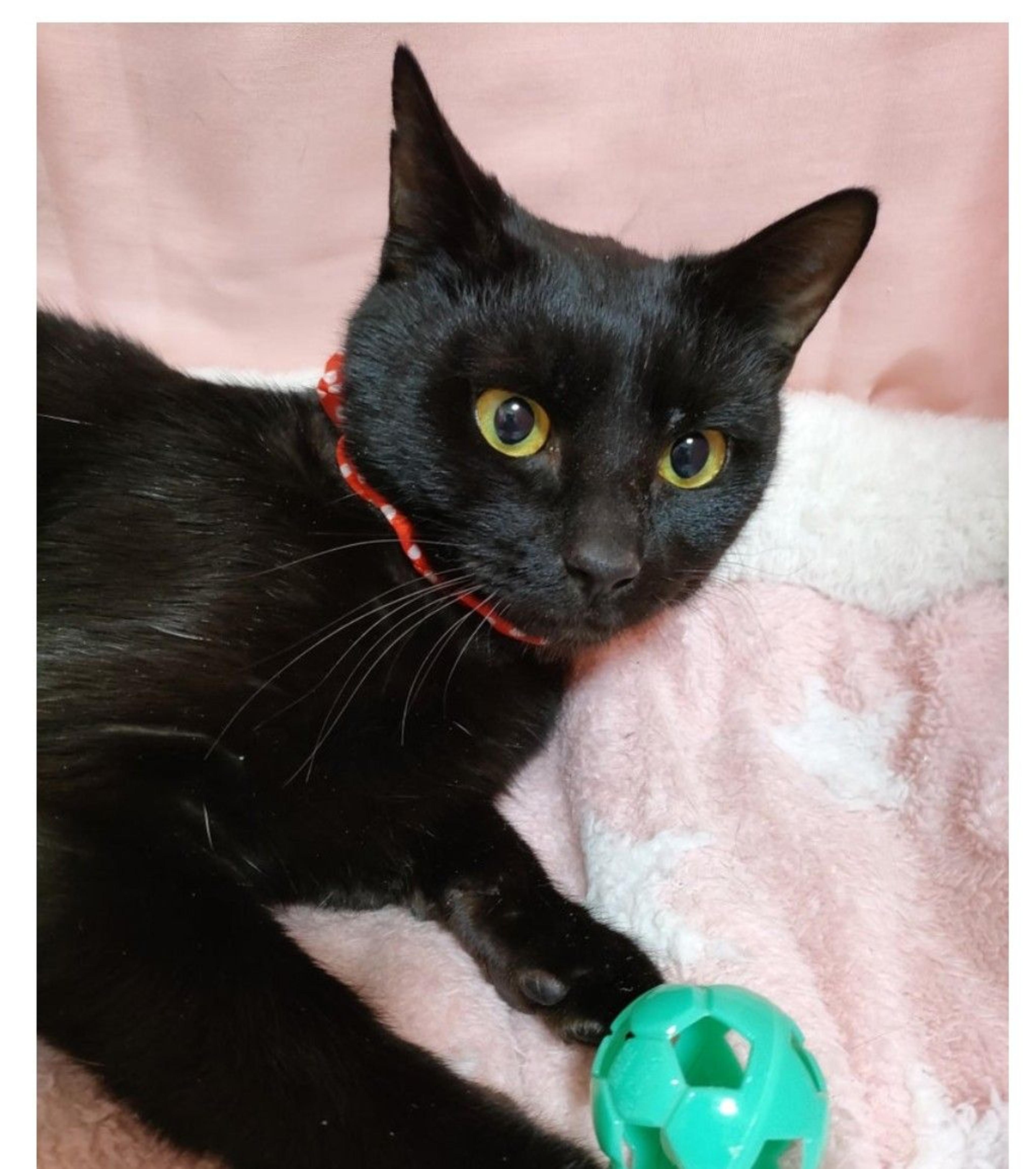 pet-image-2