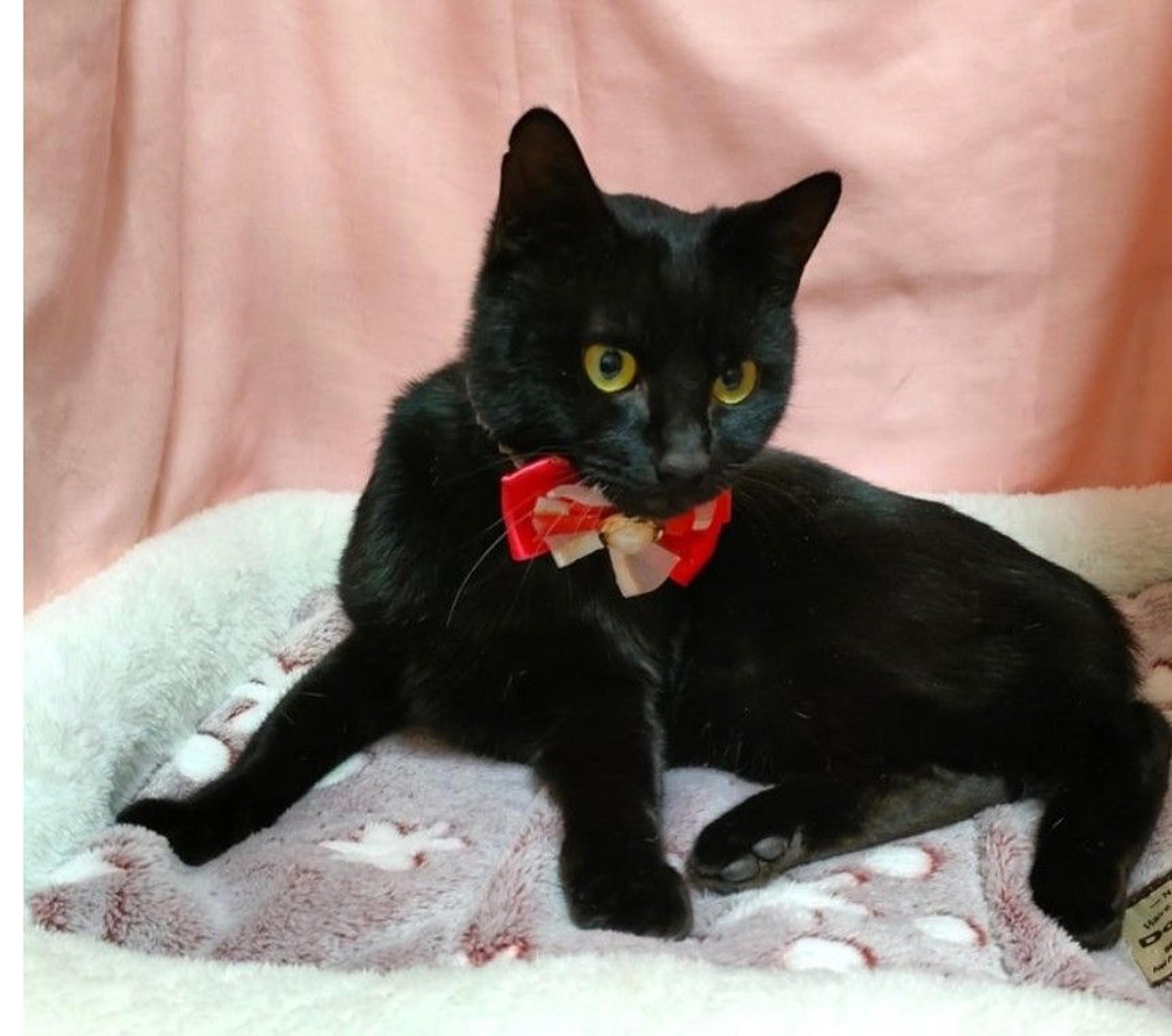 pet-image-3
