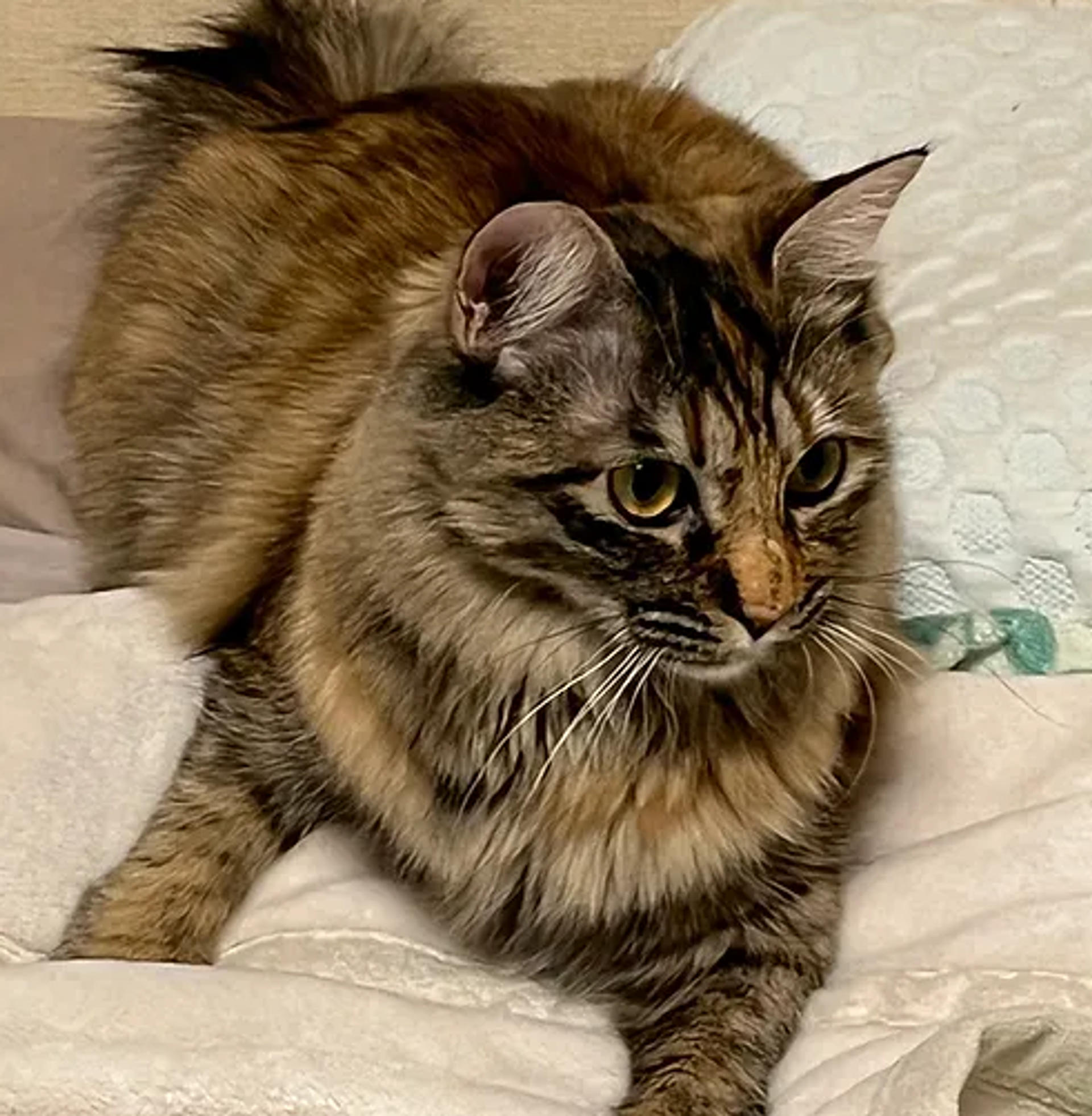 pet-image-3