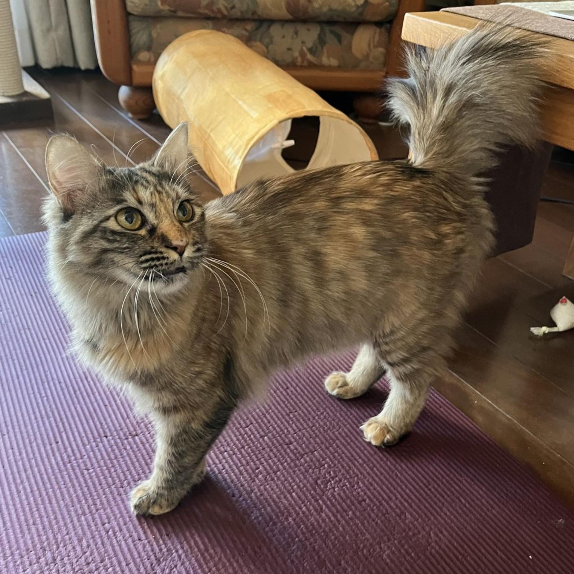 pet-image-10