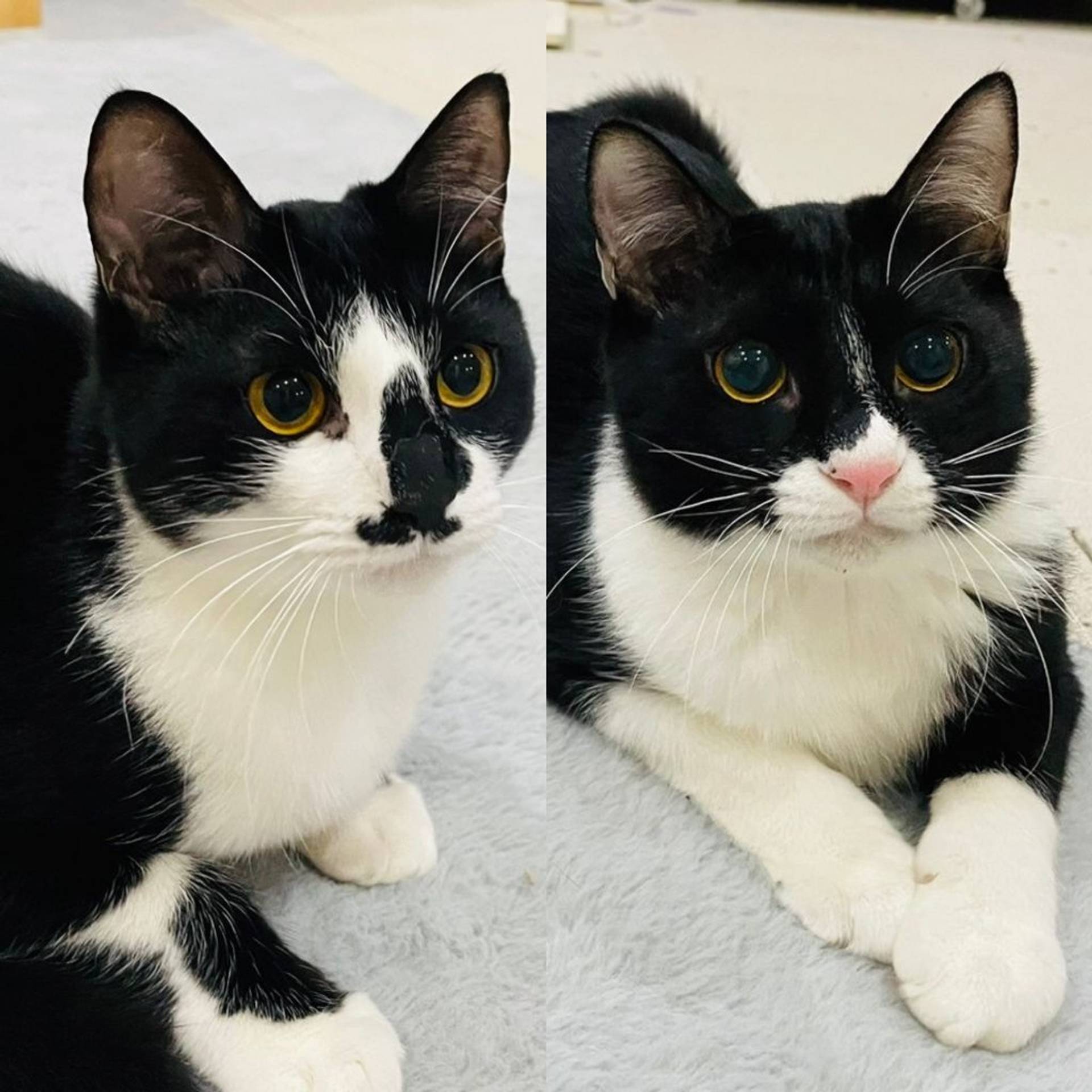 雑種（ミックス猫）・メスの里親募集の写真