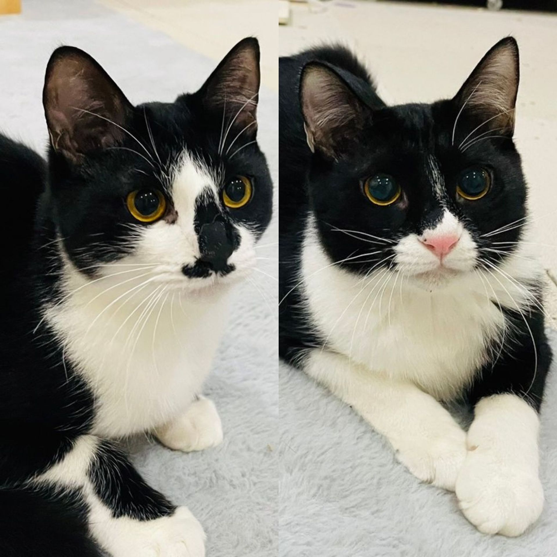 雑種（ミックス猫）・メスの里親募集の写真