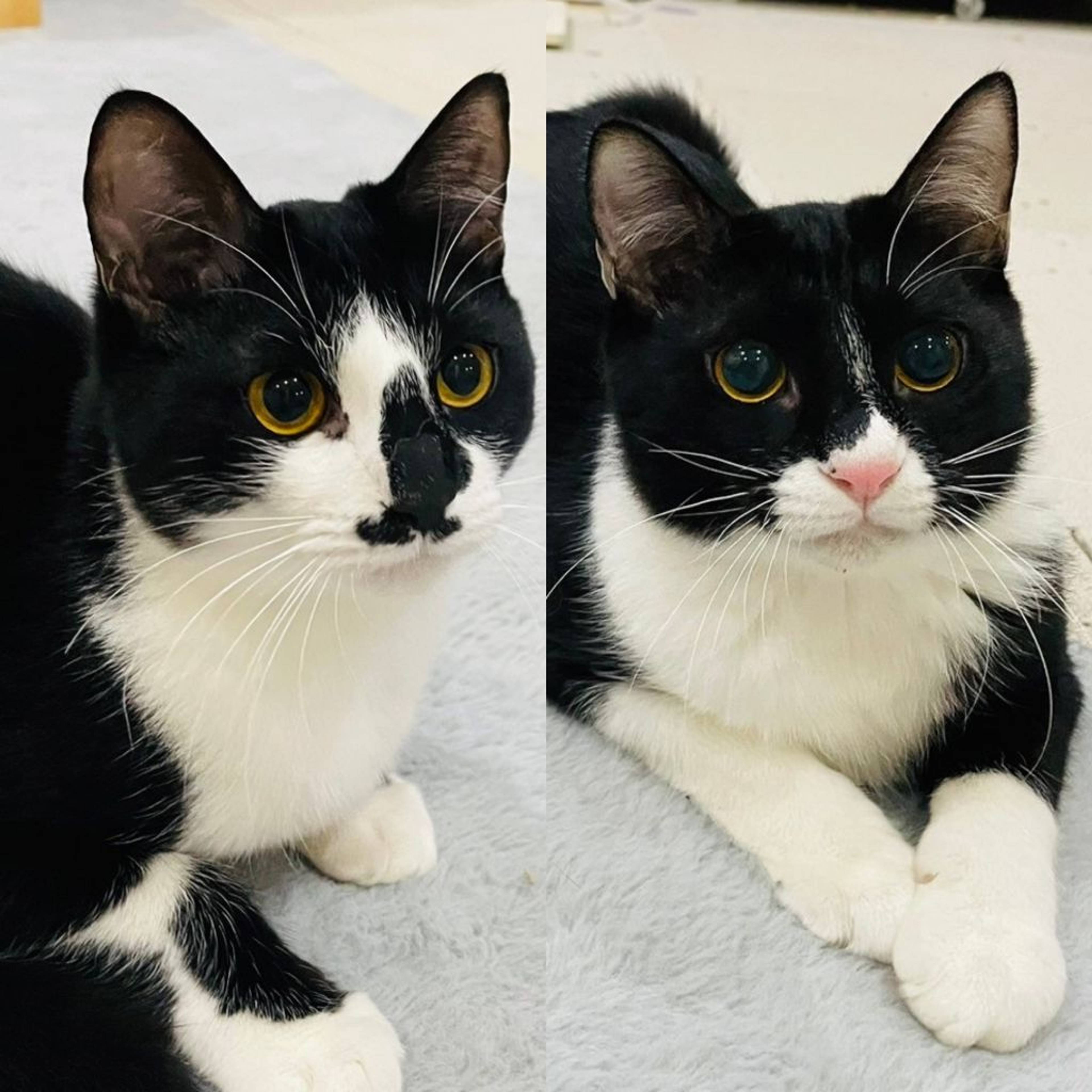 雑種（ミックス猫）・メスの里親募集の写真