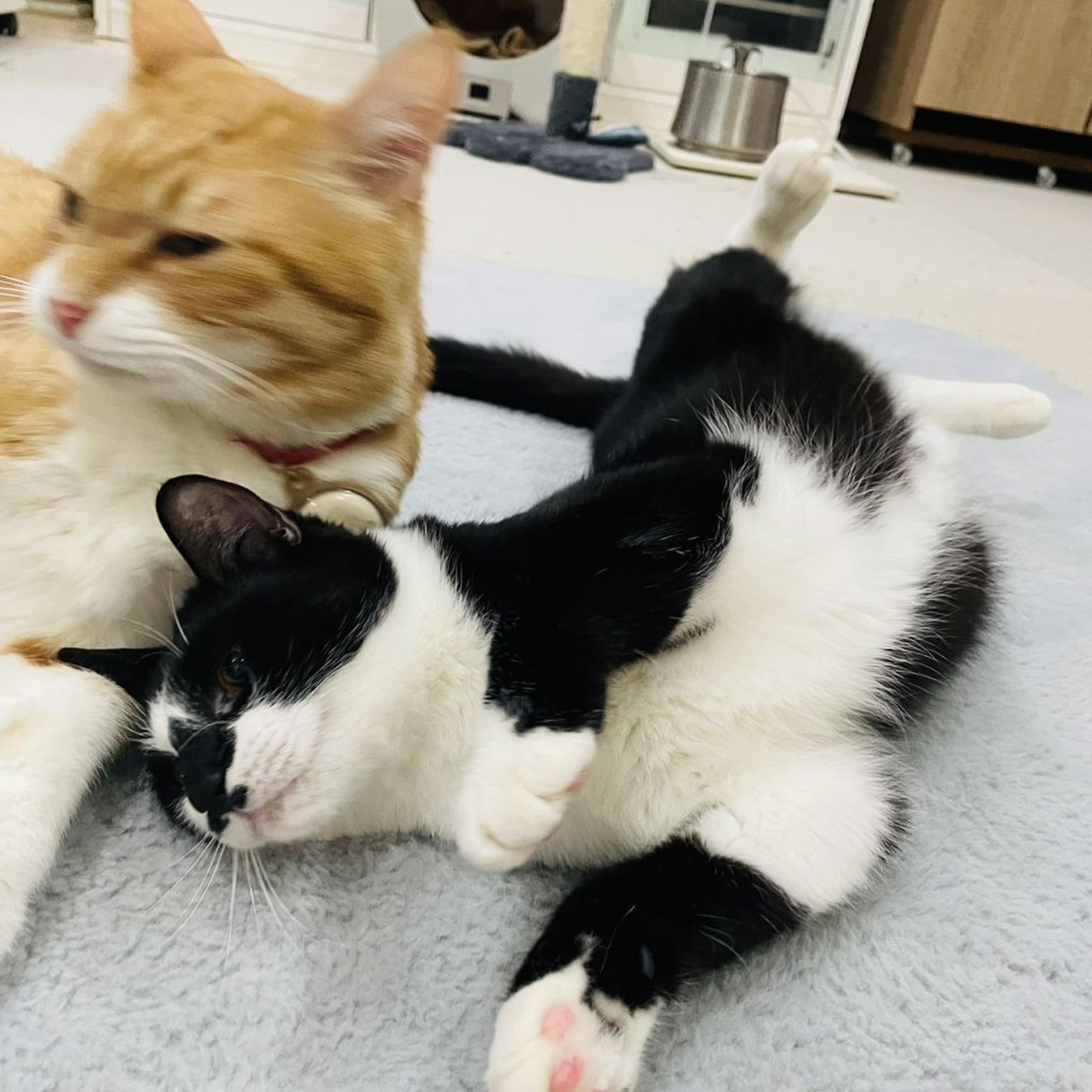 pet-image-3
