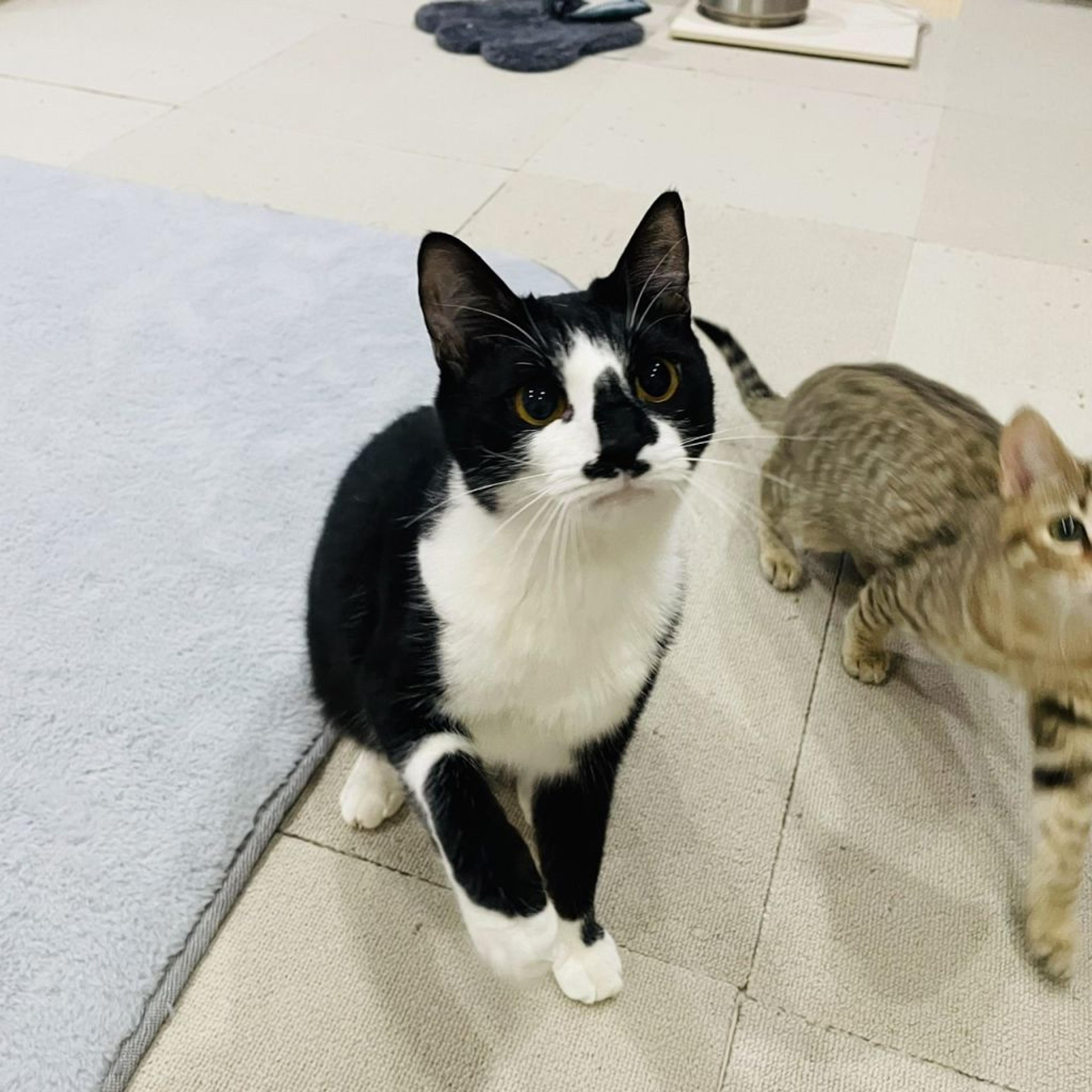 pet-image-4