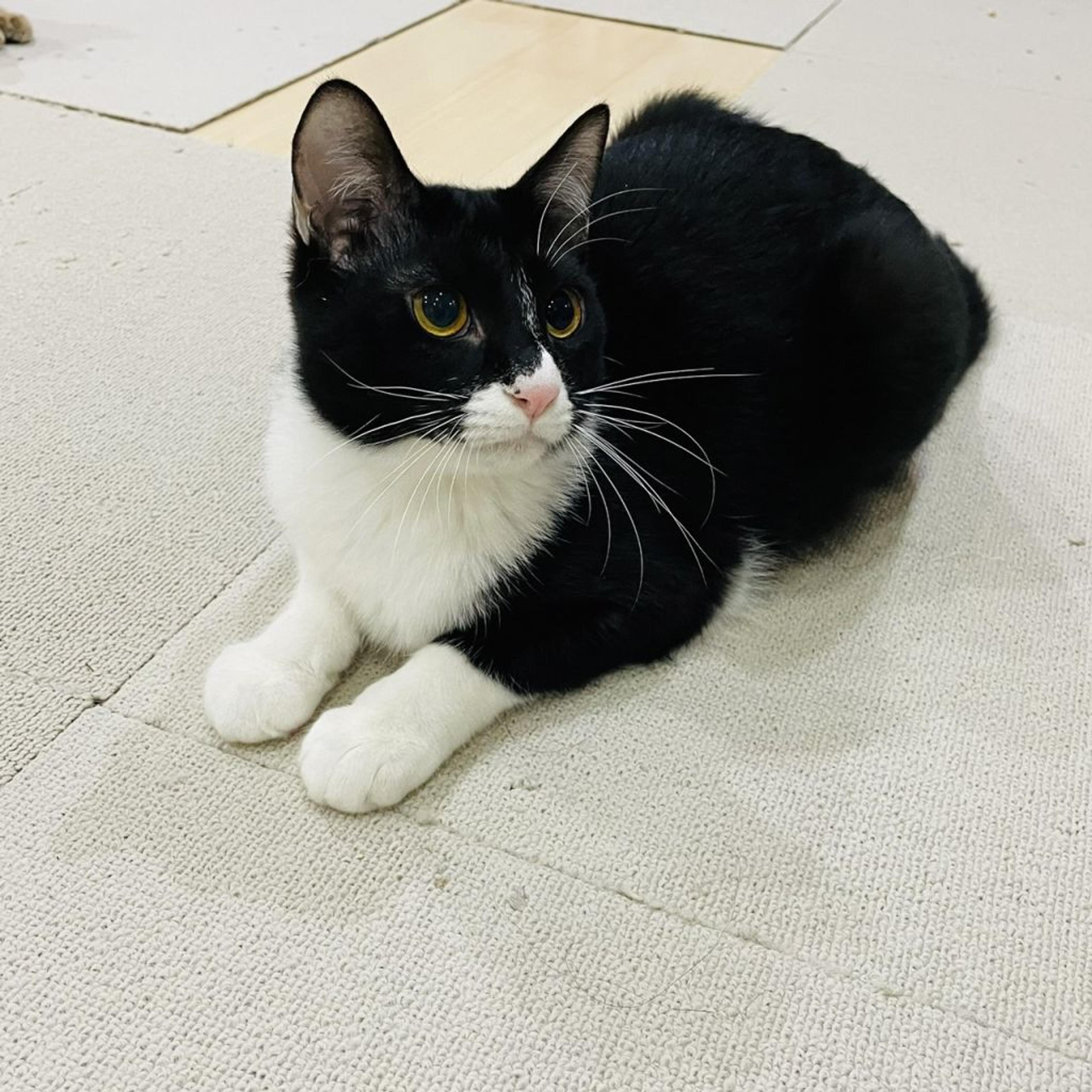 pet-image-7